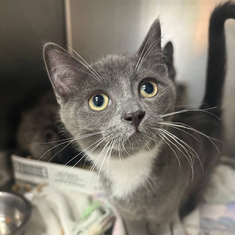 Scout - Domestic available for adoption