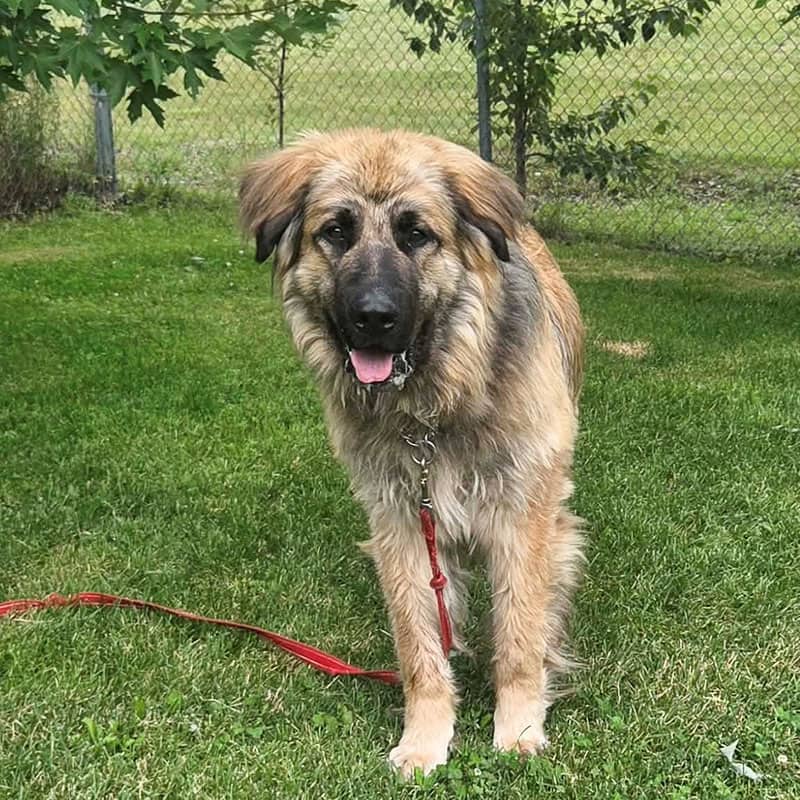 Stoik - Mixed Breed available for adoption