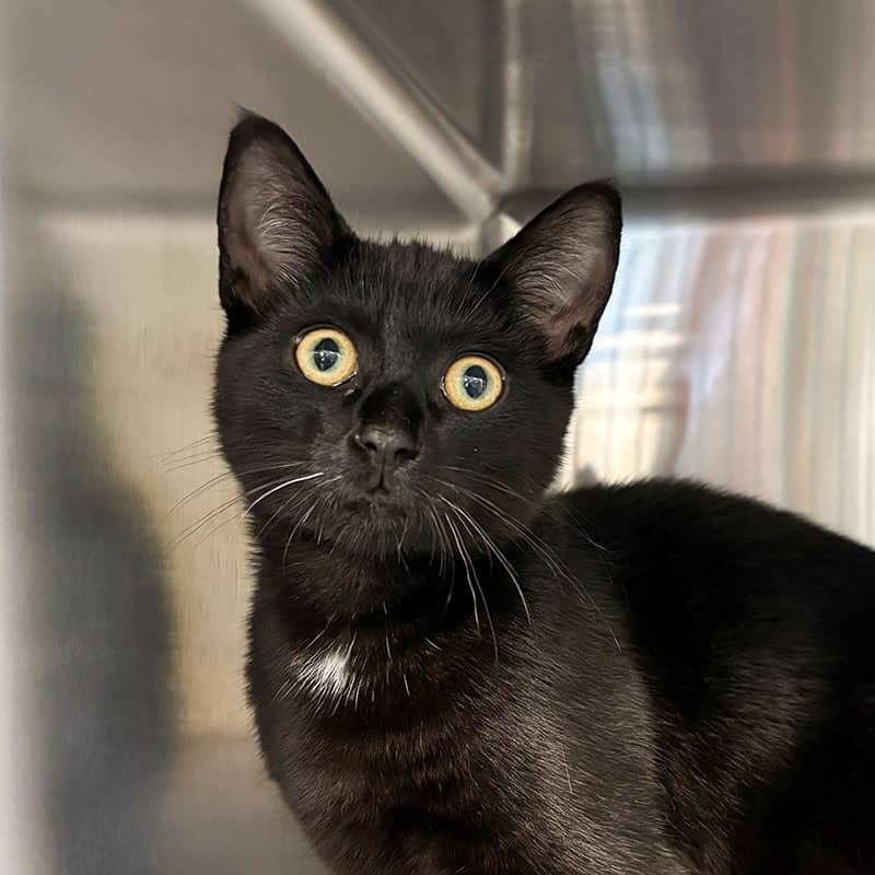 Thaili - Domestic cat available for adoption at SPA de l'Estrie in Sherbrooke