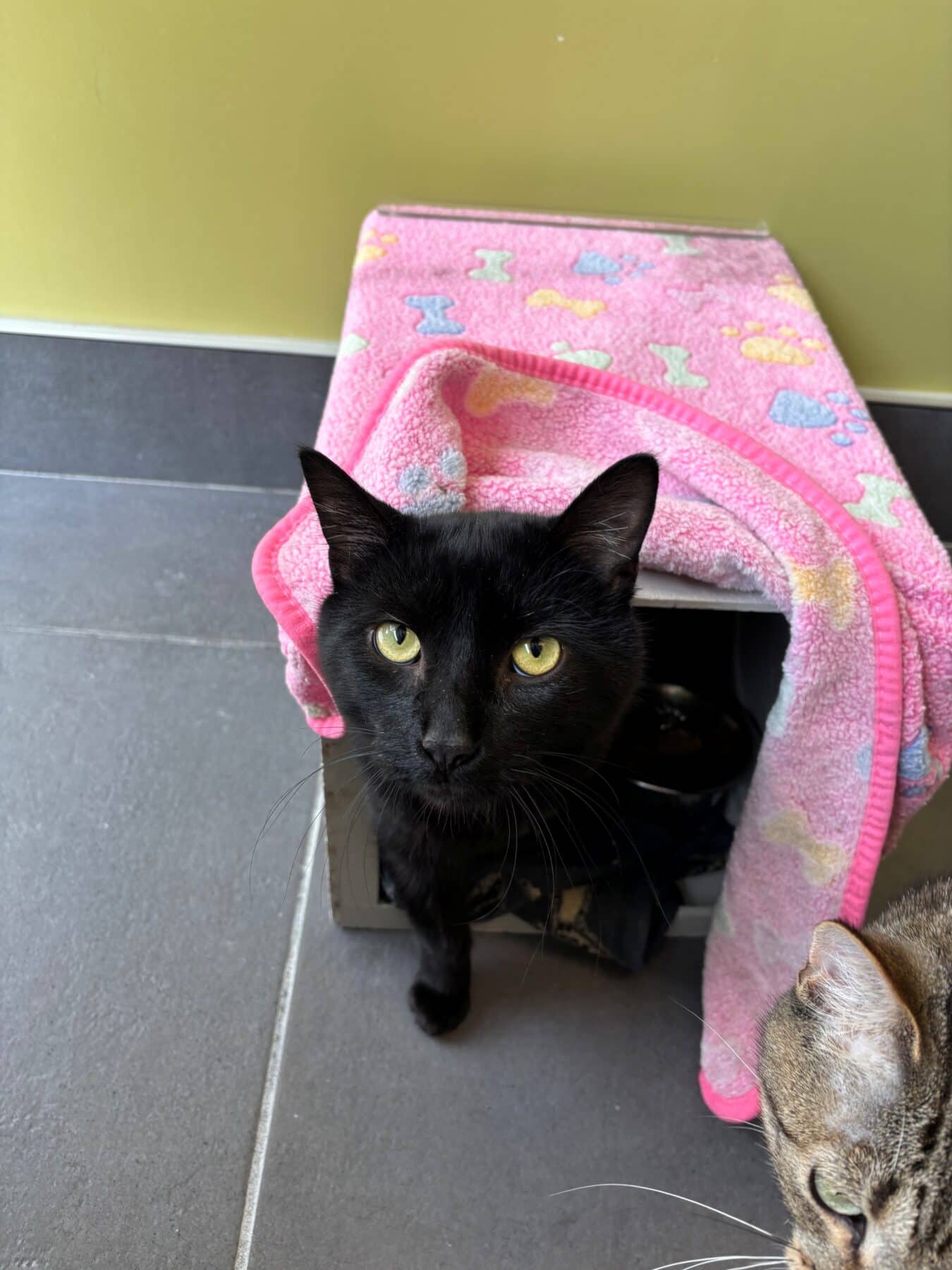 Venom - Domestic cat available for adoption at SPA de l'Estrie in Sherbrooke
