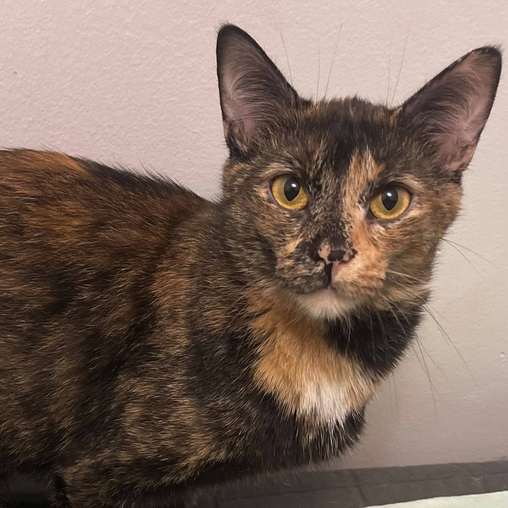 Arc-en-ciel - Domestic cat available for adoption at SPA de l'Estrie in Sherbrooke