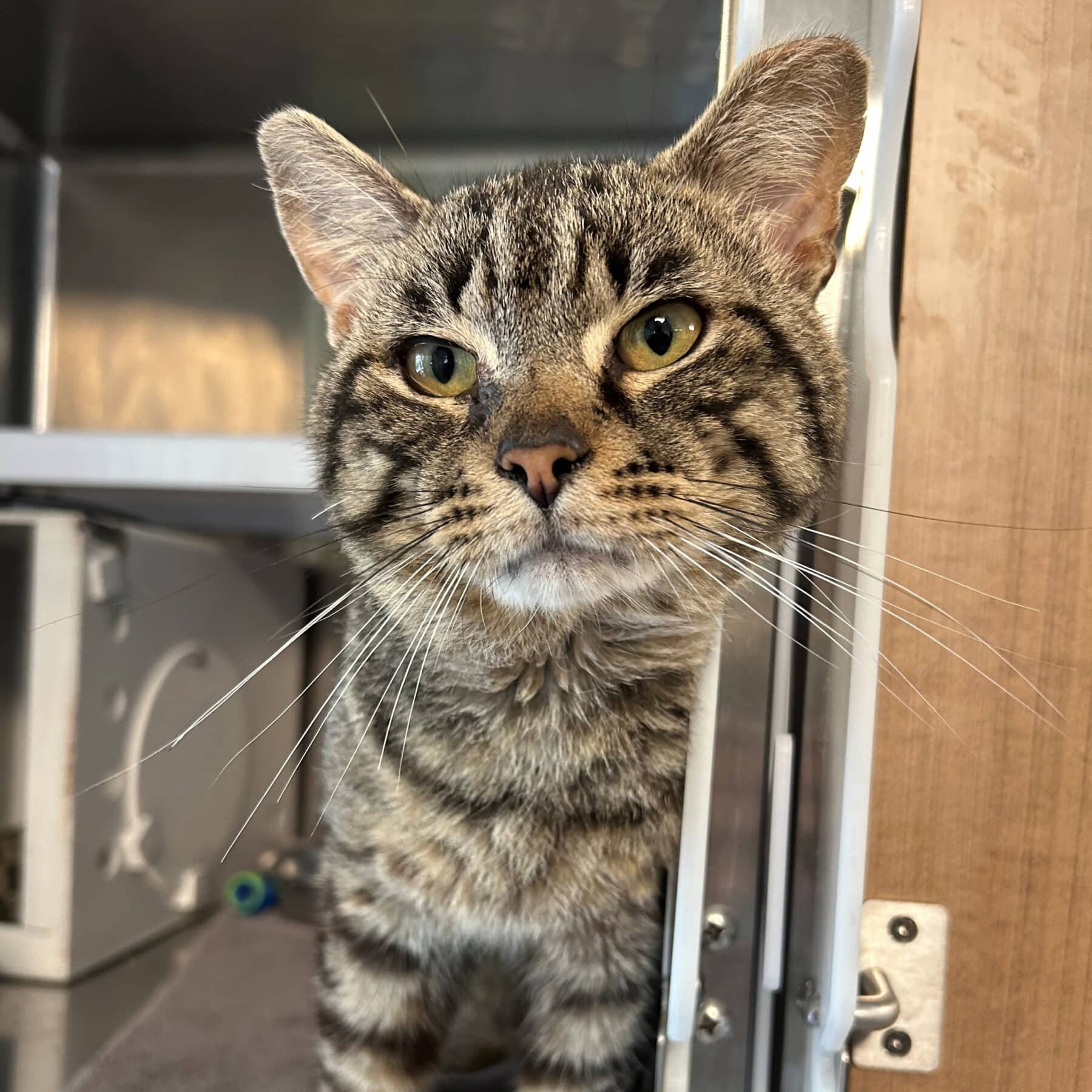 Arlequin - Domestic cat available for adoption at SPA de l'Estrie in Sherbrooke