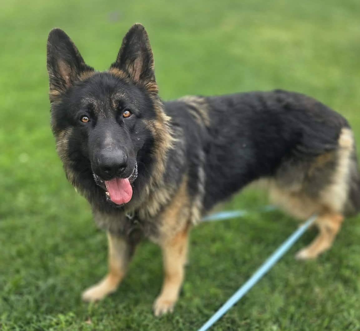 Arrax - Mixed Breed available for adoption in Quebec