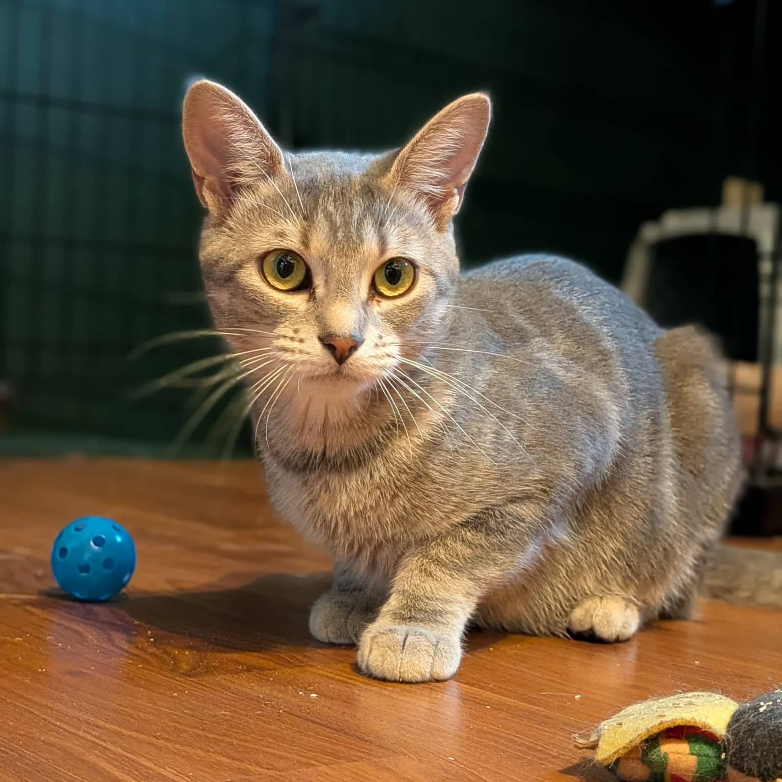 Basil - Domestic available for adoption