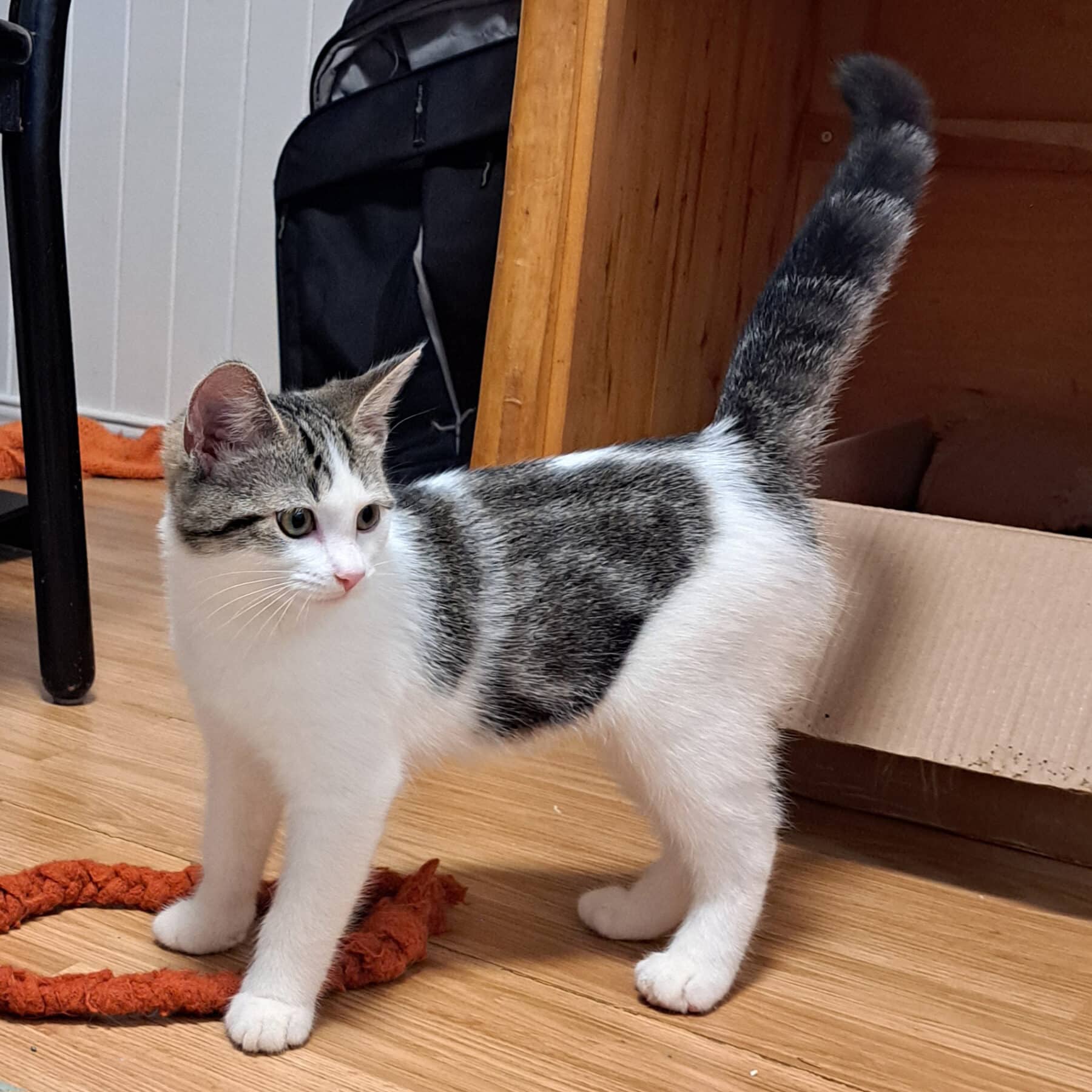 Bella - Domestic cat available for adoption at SPA de l'Estrie in Sherbrooke