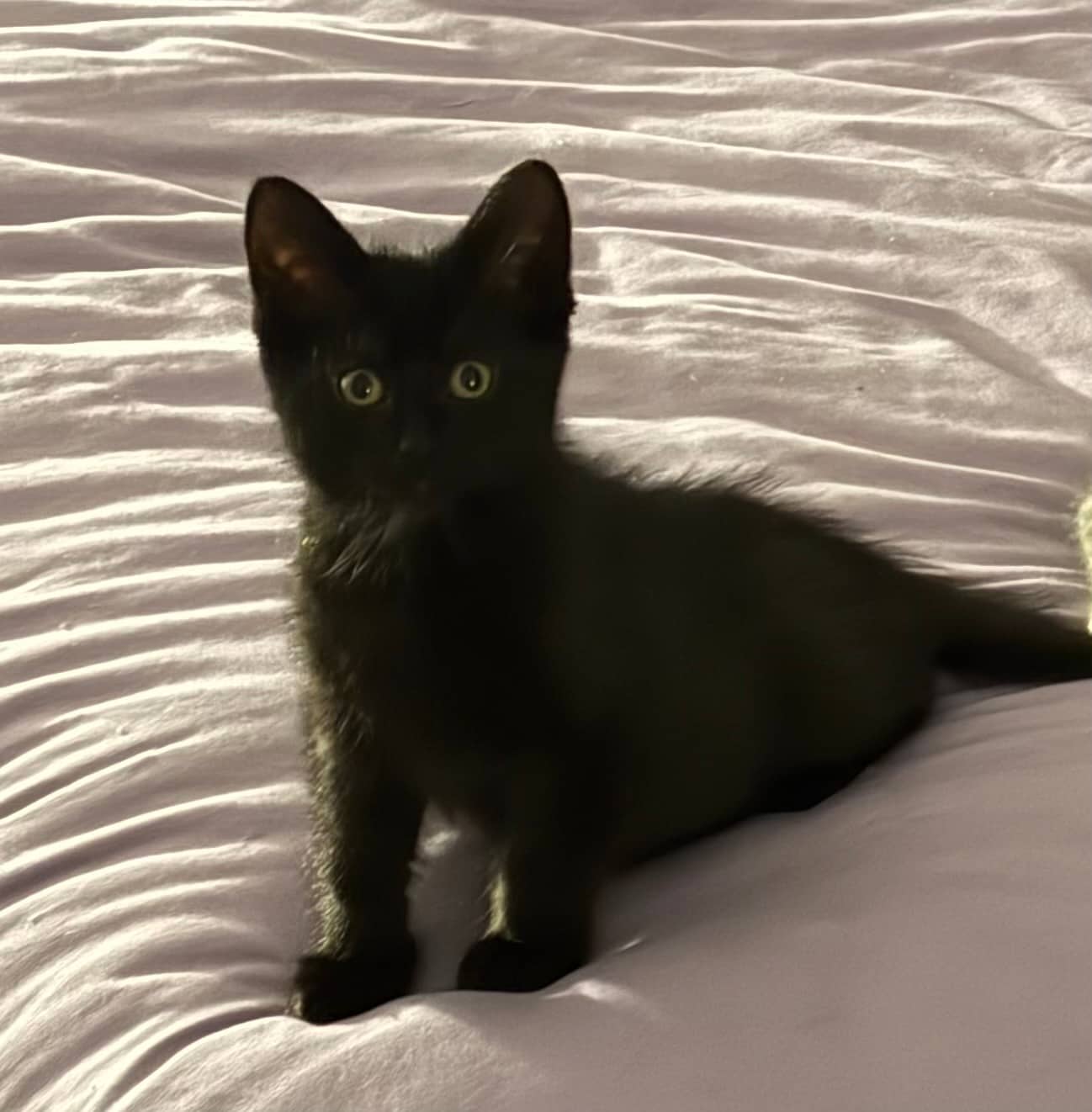 Bibouli - Domestic cat available for adoption at SPA de l'Estrie in Sherbrooke