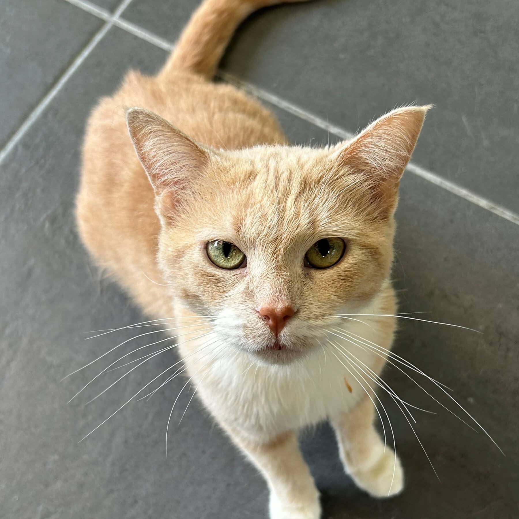 Bowie - Domestic cat available for adoption at SPA de l'Estrie in Sherbrooke