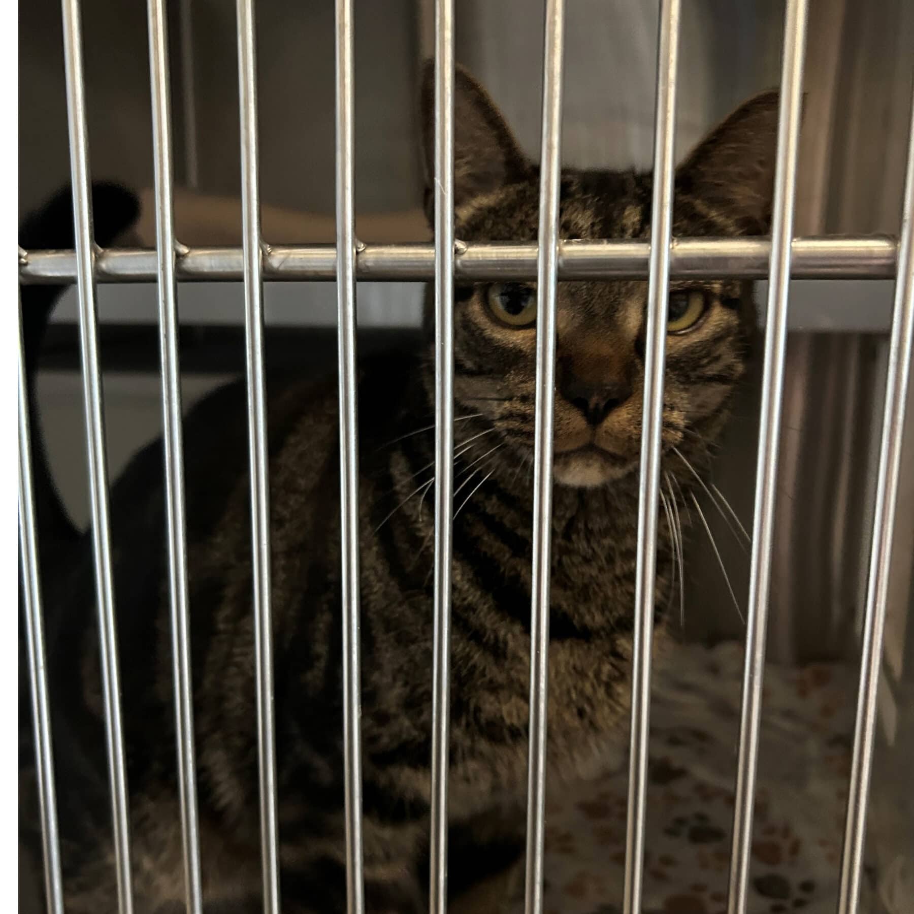 Boxy - Domestic cat available for adoption at SPA de l'Estrie in Sherbrooke