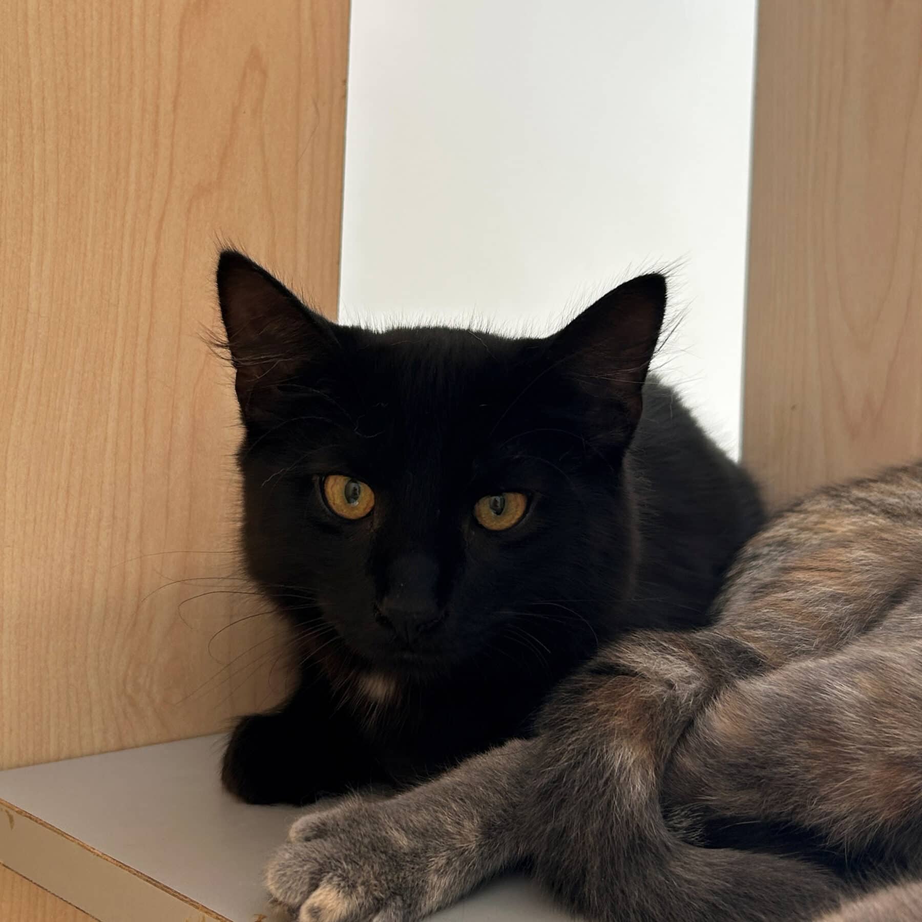 Carlo Tentacule - Domestic cat available for adoption at SPA de l'Estrie in Sherbrooke