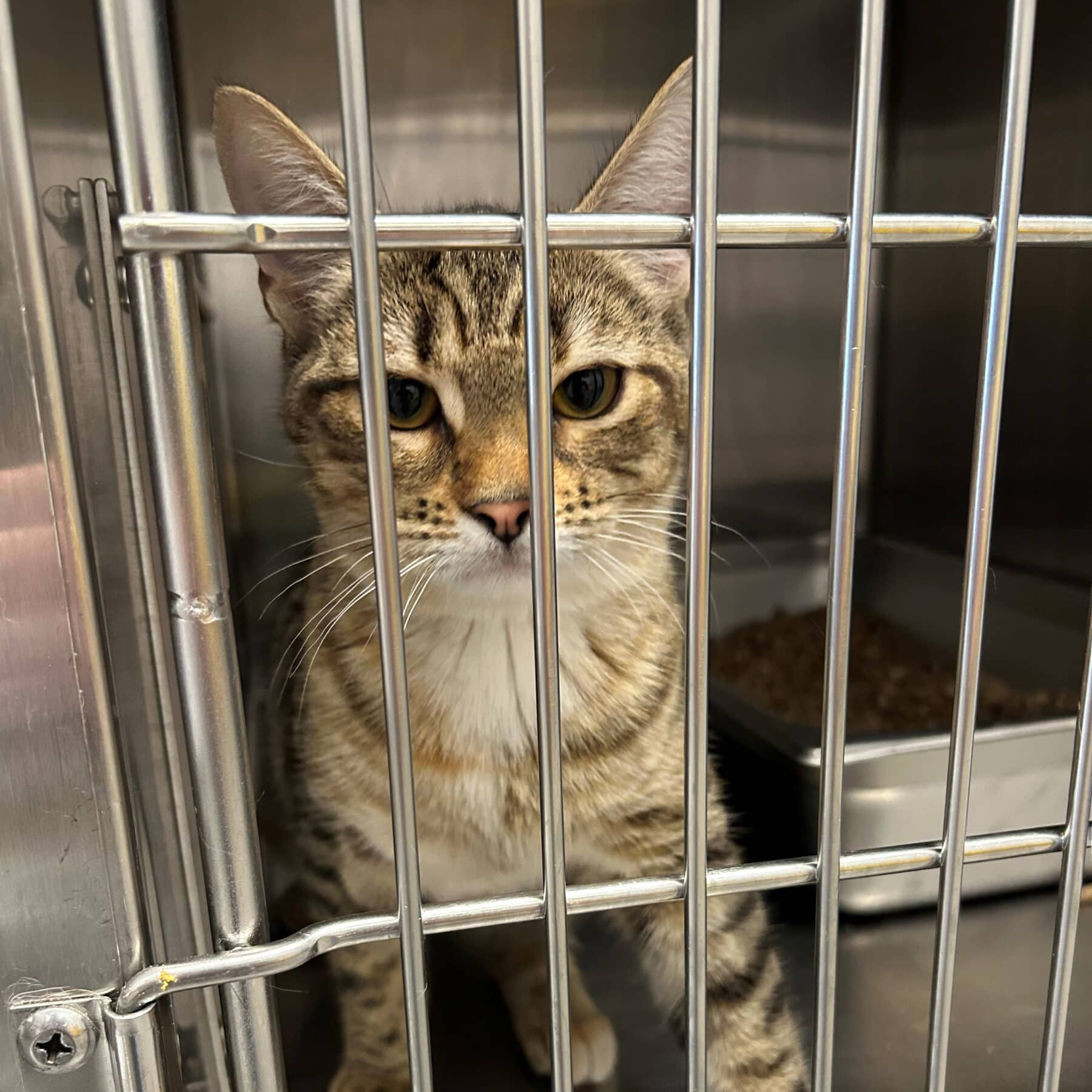 Chausson aux Pommes - Domestic cat available for adoption at SPA de l'Estrie in Sherbrooke