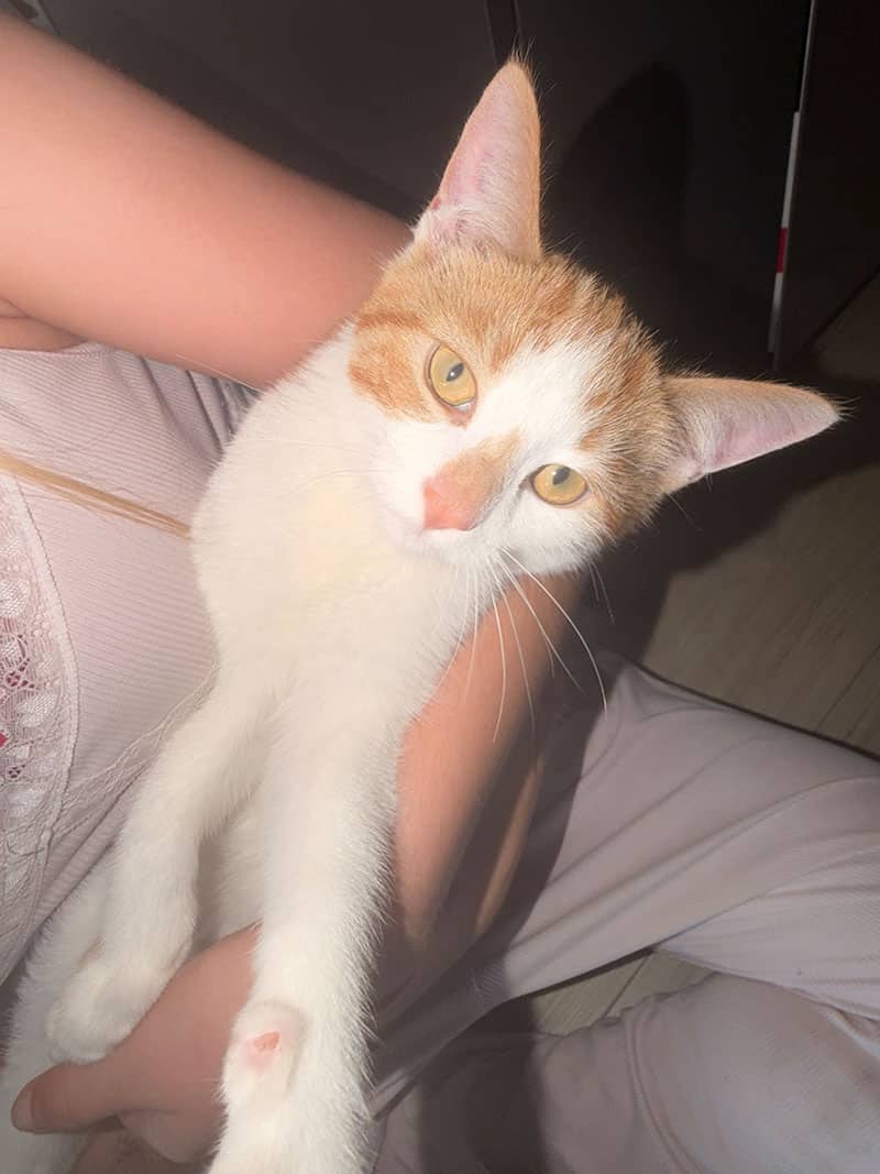 Croustade - Domestic available for adoption