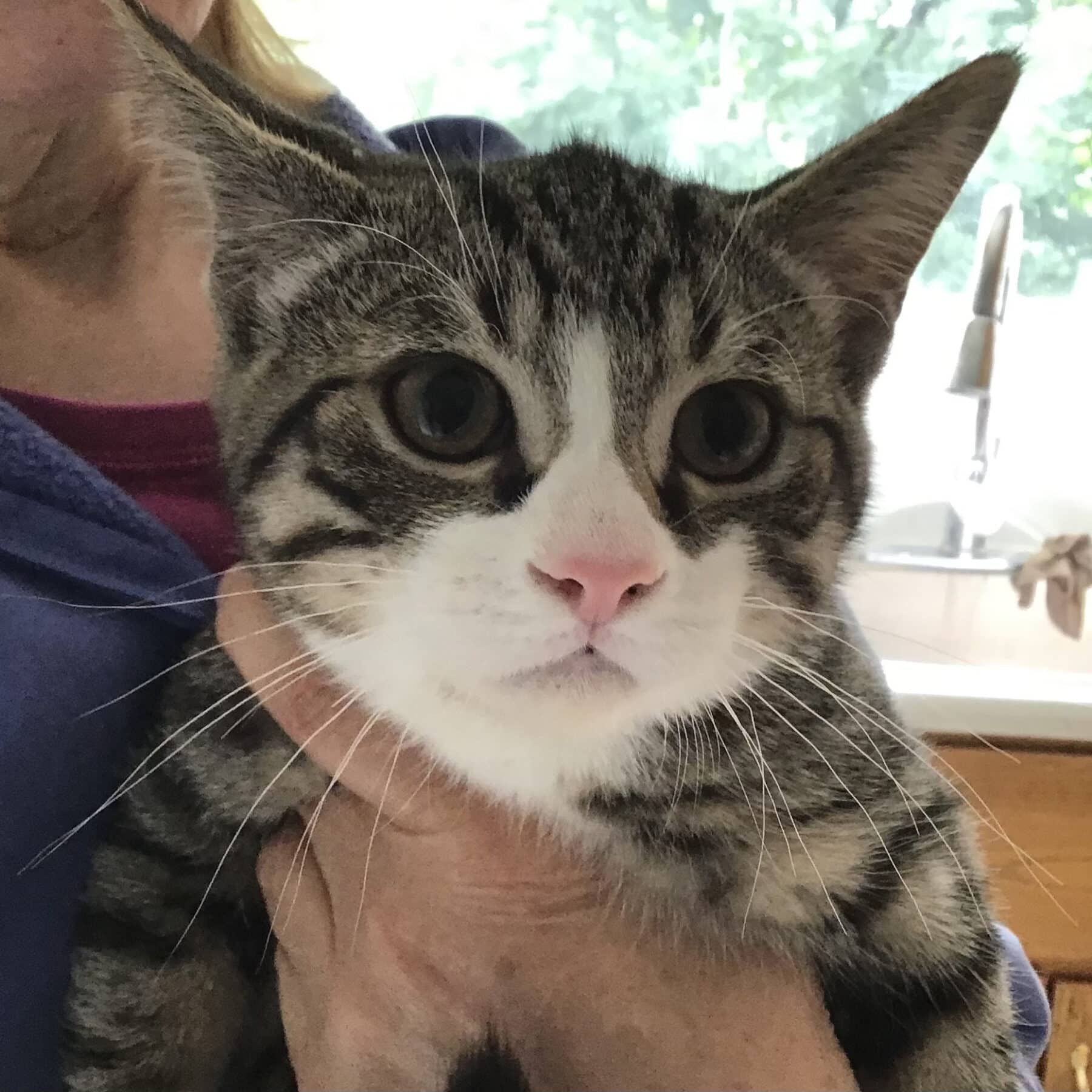 Cumulonimbus - Domestic cat available for adoption at SPA de l'Estrie in Sherbrooke