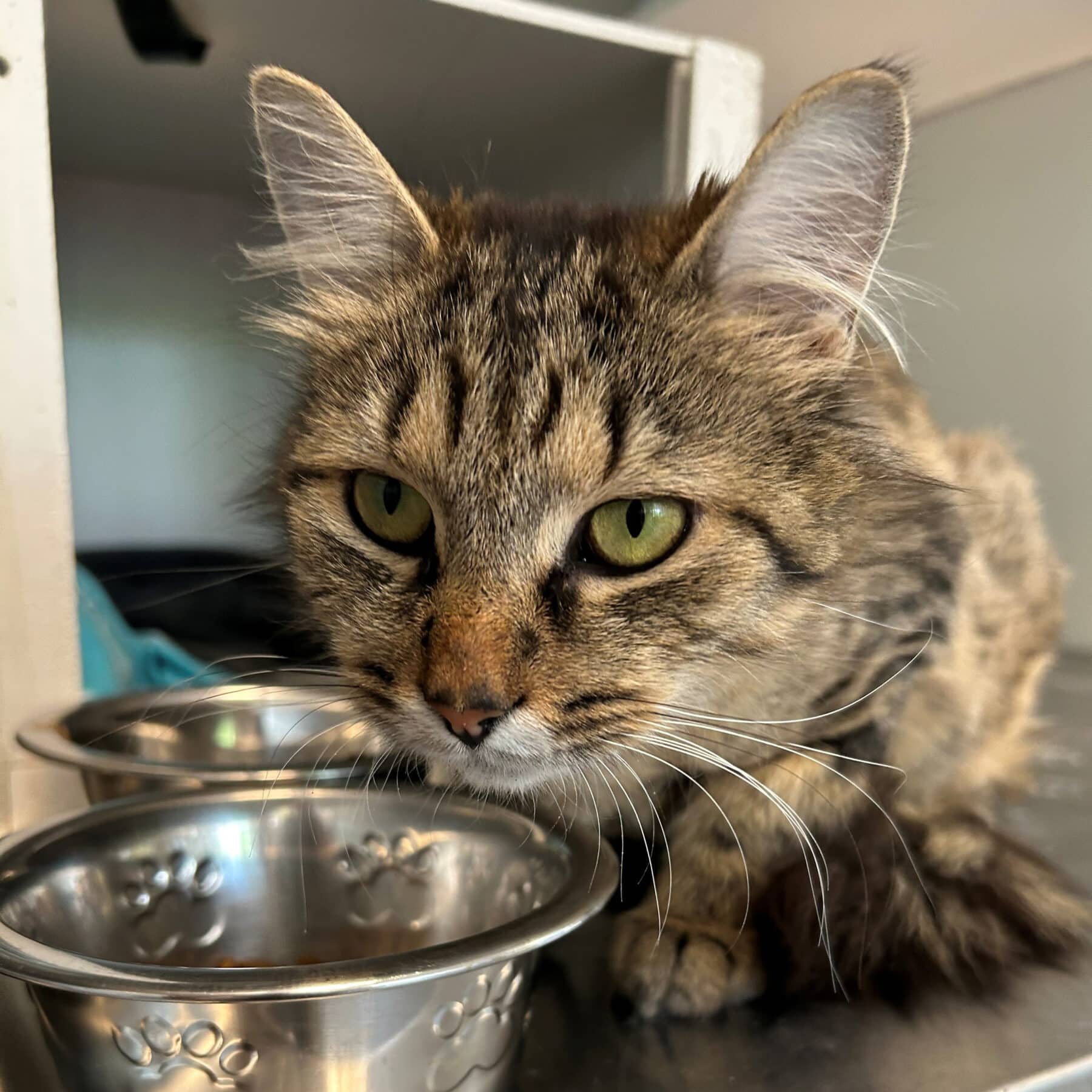 Dalia - Domestic cat available for adoption at SPA de l'Estrie in Sherbrooke