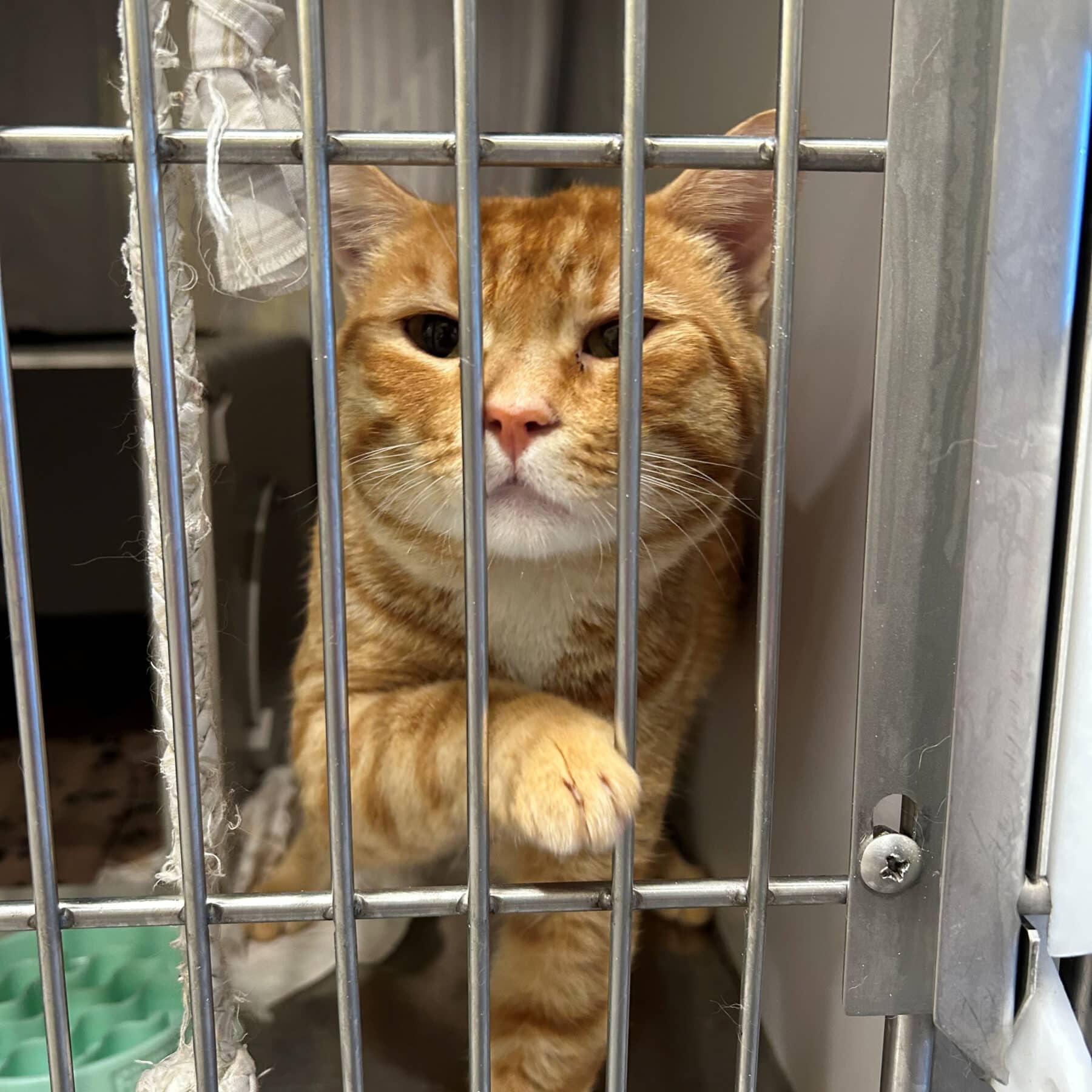 Doritos - Domestic cat available for adoption at SPA de l'Estrie in Sherbrooke