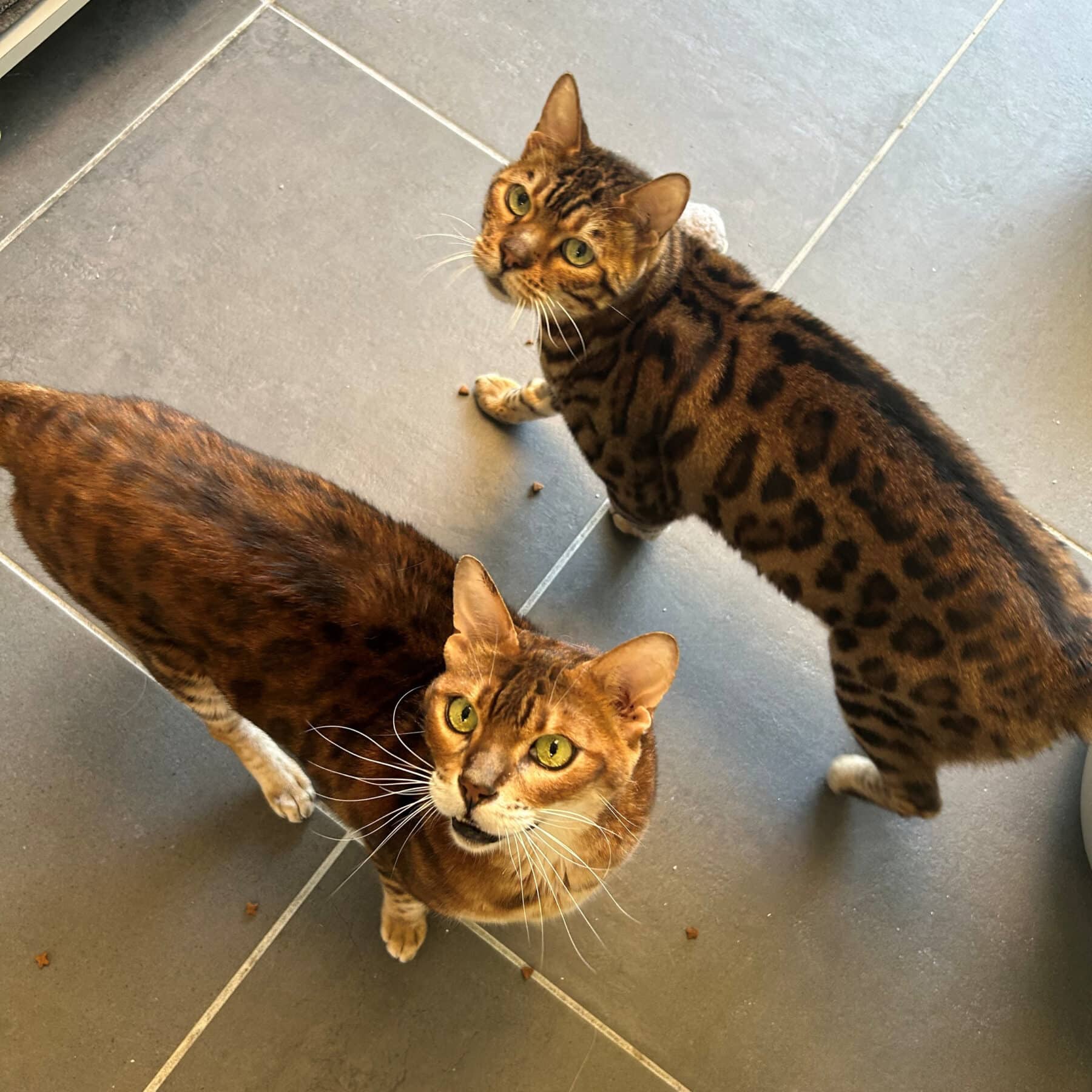 Guizmo et Gunther - Savannah/Bengal cat available for adoption at SPA de l'Estrie in Sherbrooke
