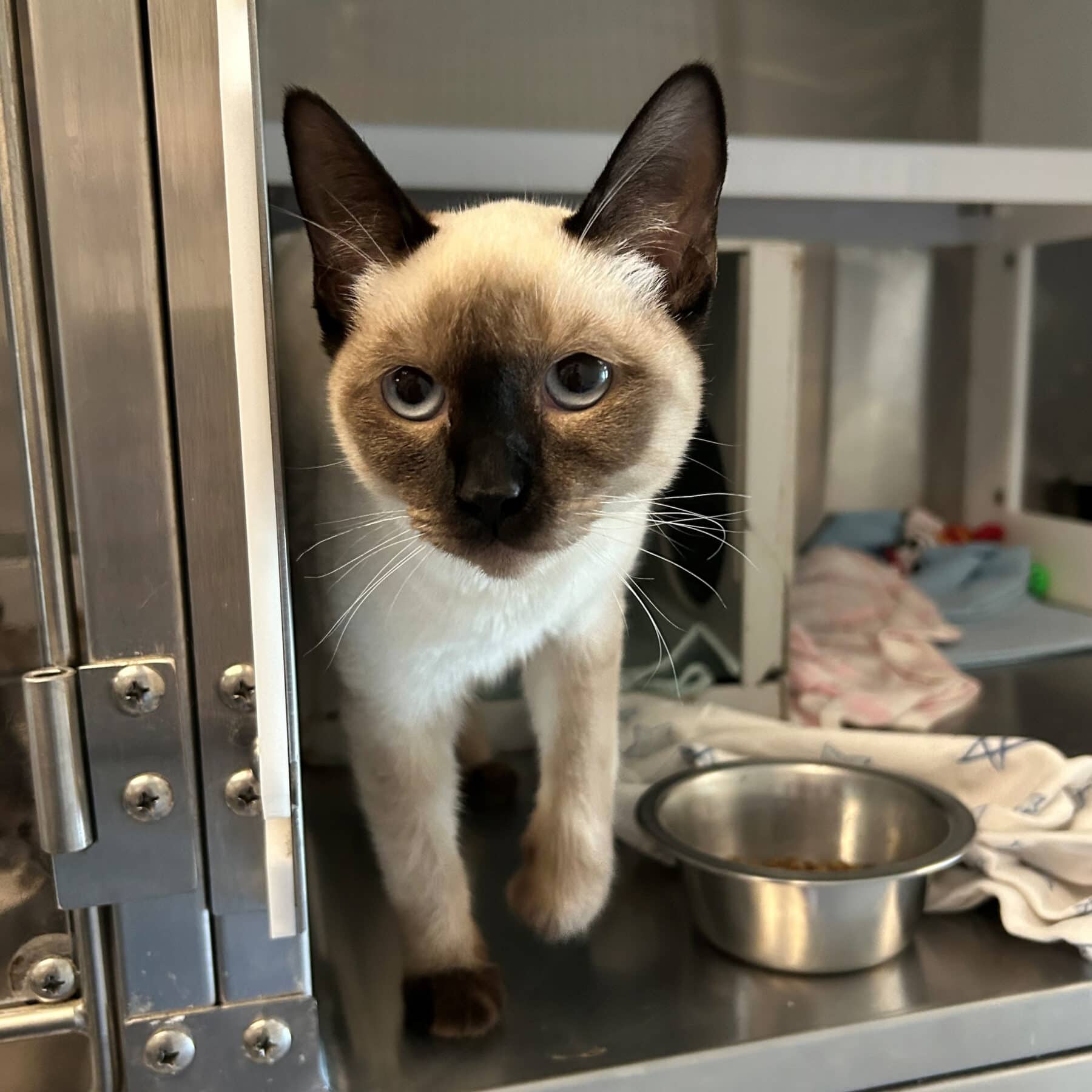 Halloumi - Siamois available for adoption