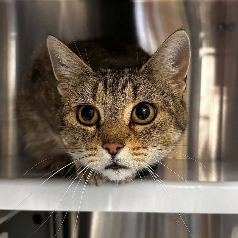 Hennessy - Domestic cat available for adoption at SPA de l'Estrie in Sherbrooke