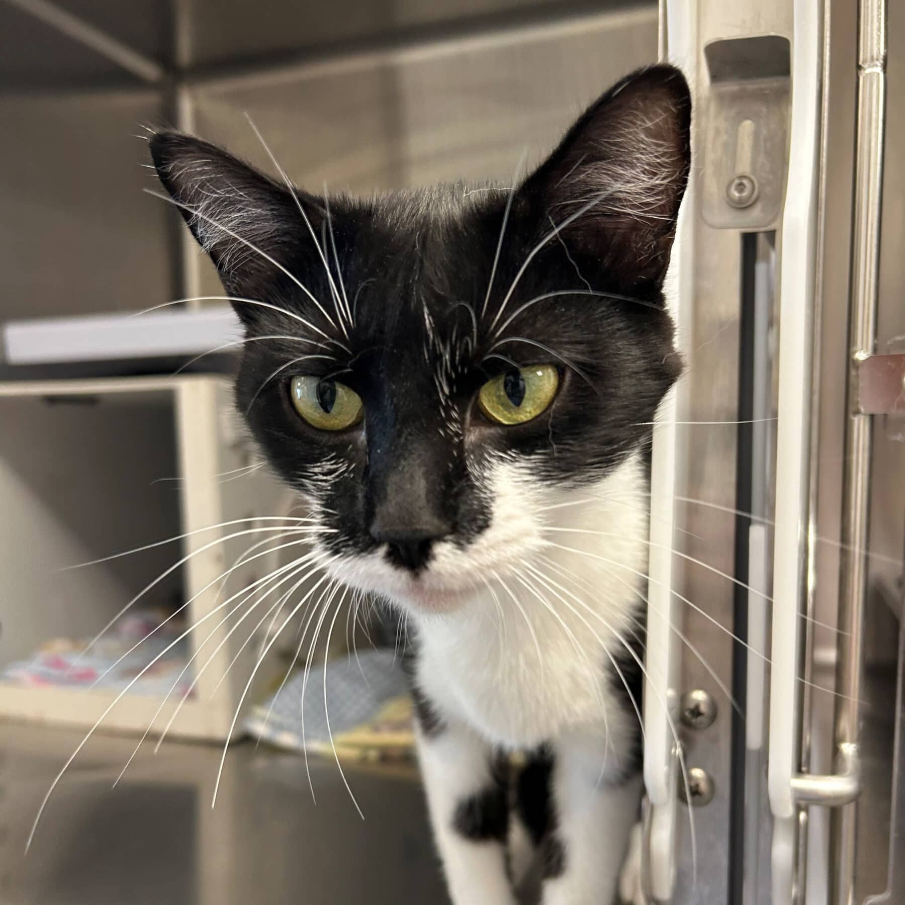 Irène - Domestic cat available for adoption at SPA de l'Estrie in Sherbrooke