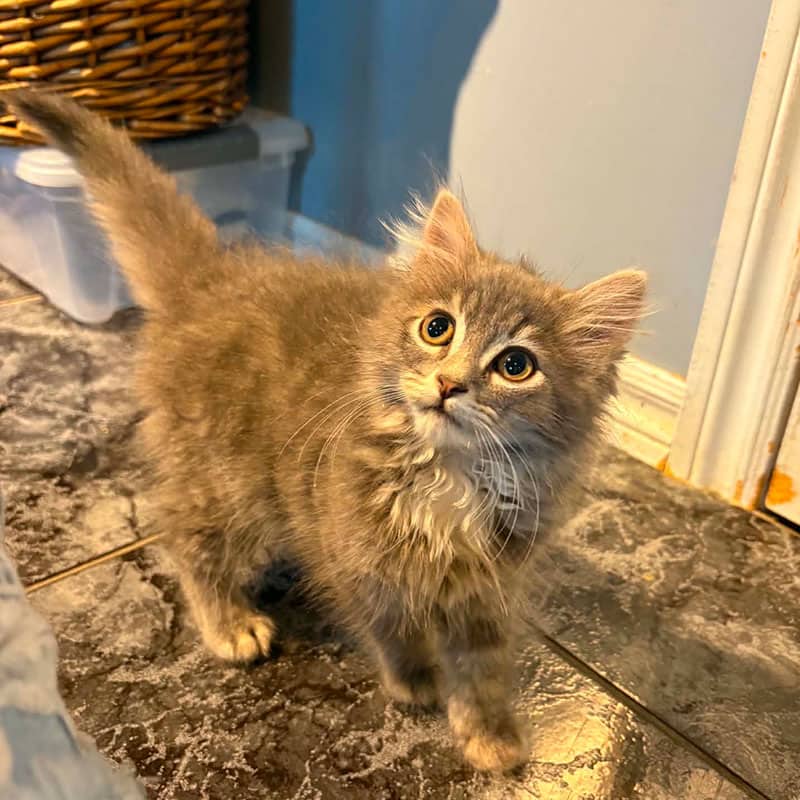 Jerry - Domestic cat available for adoption at SPA de l'Estrie in Sherbrooke