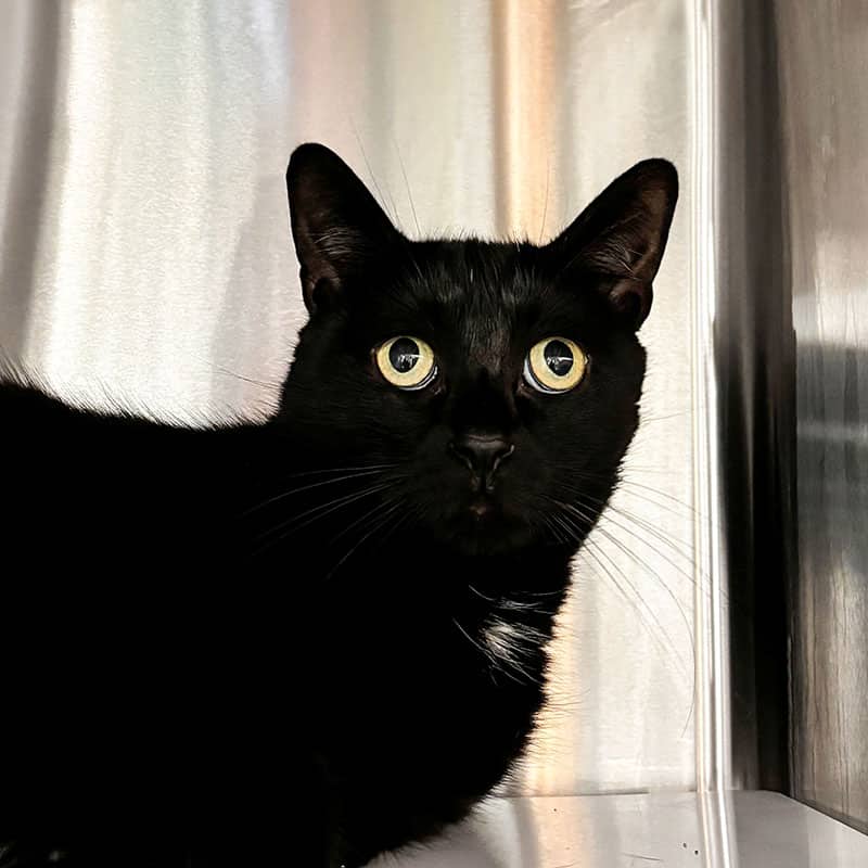 Kéo - Domestic cat available for adoption at SPA de l'Estrie in Sherbrooke