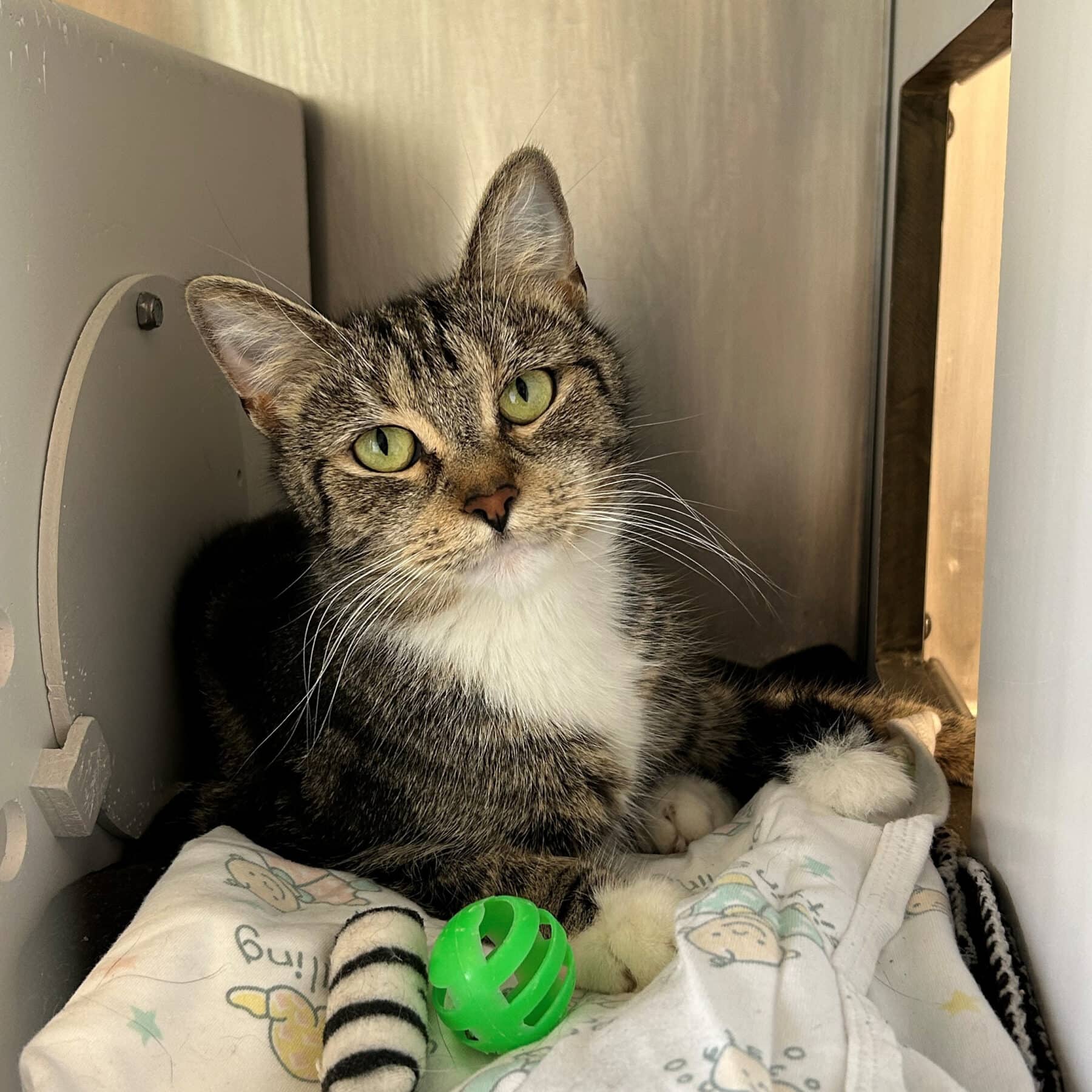 Kiara - Domestic cat available for adoption at SPA de l'Estrie in Sherbrooke