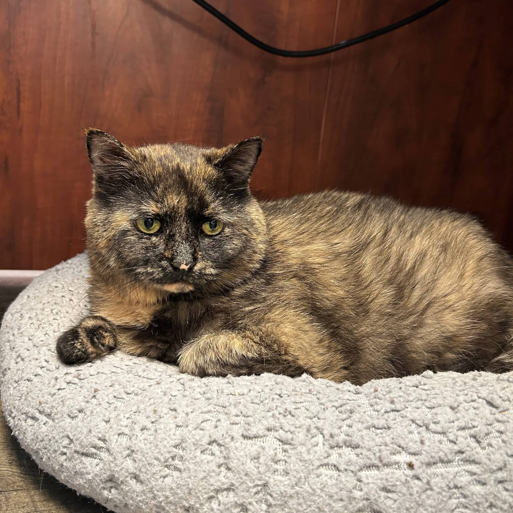 Kiki - Domestic cat available for adoption at SPA de l'Estrie in Sherbrooke