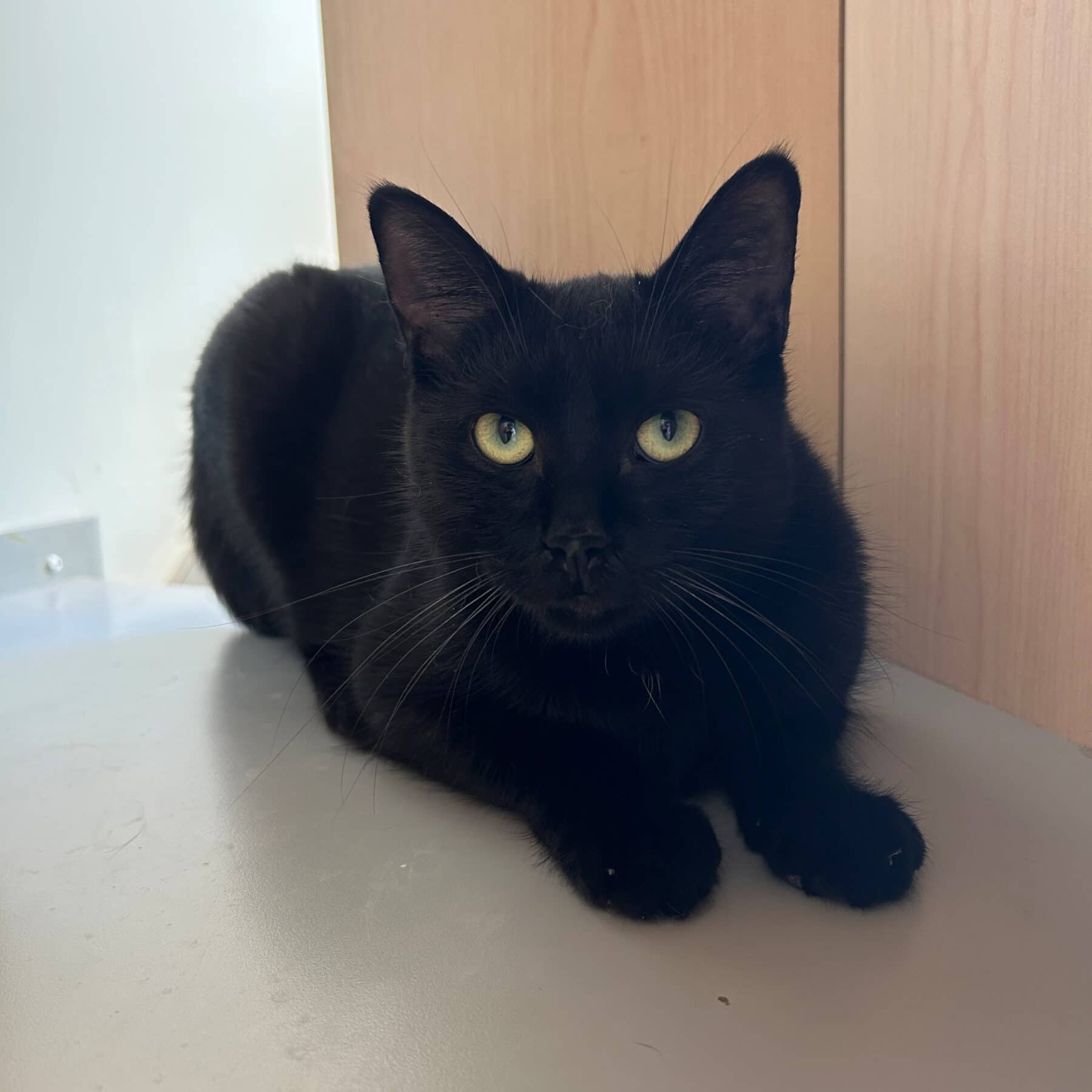 Kilikili - Domestic cat available for adoption at SPA de l'Estrie in Sherbrooke