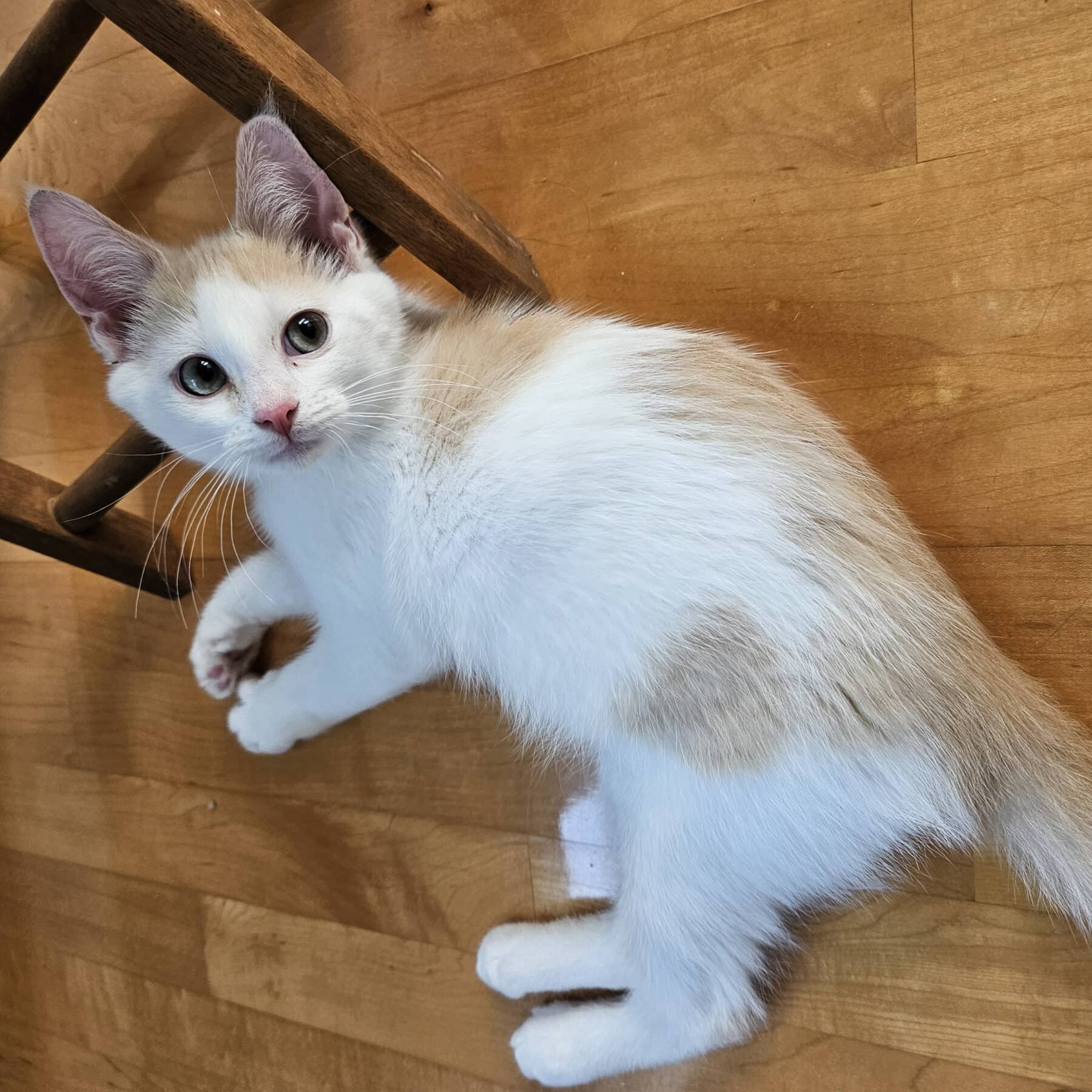 Kraft - Domestic available for adoption