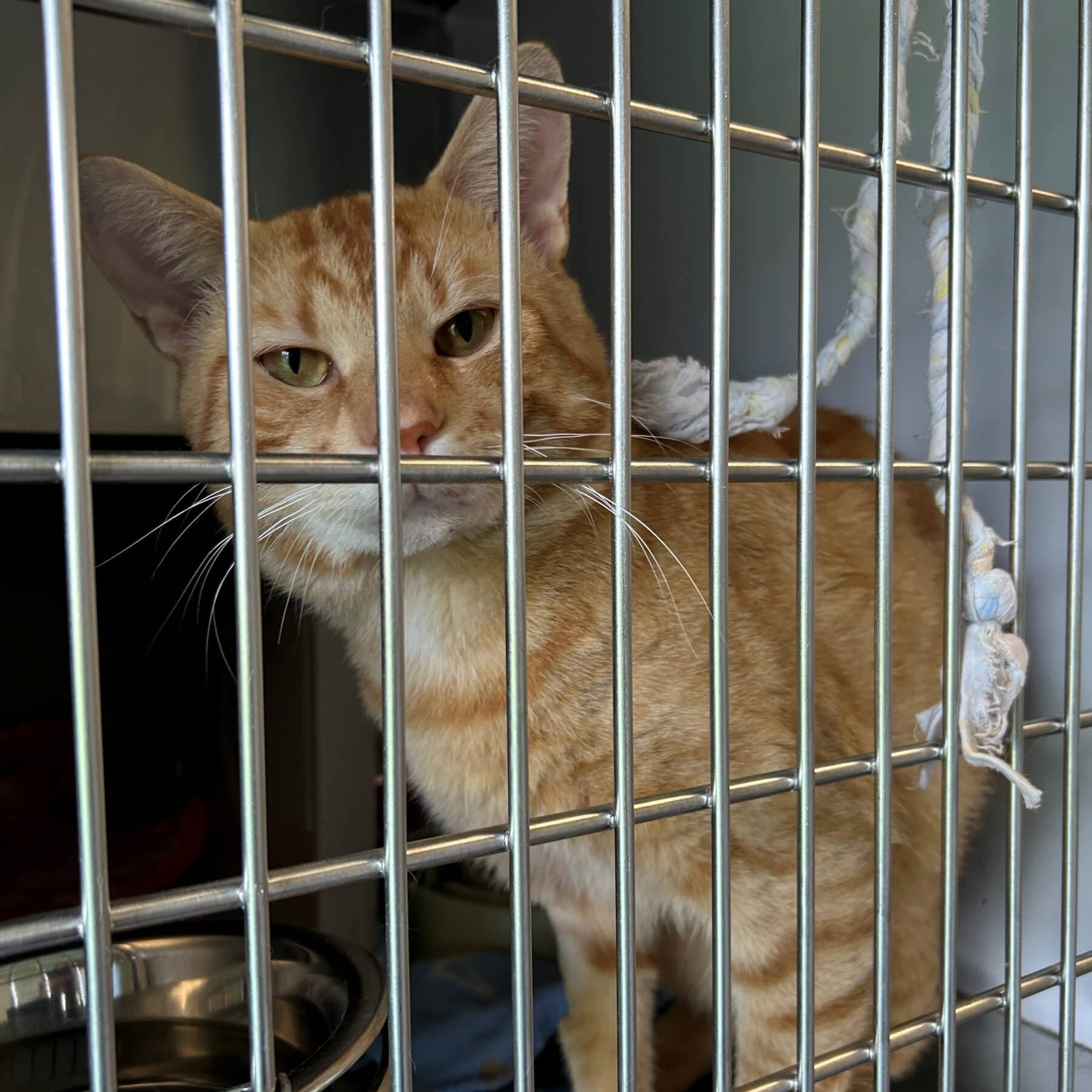 Kurama - Domestic cat available for adoption at SPA de l'Estrie in Sherbrooke