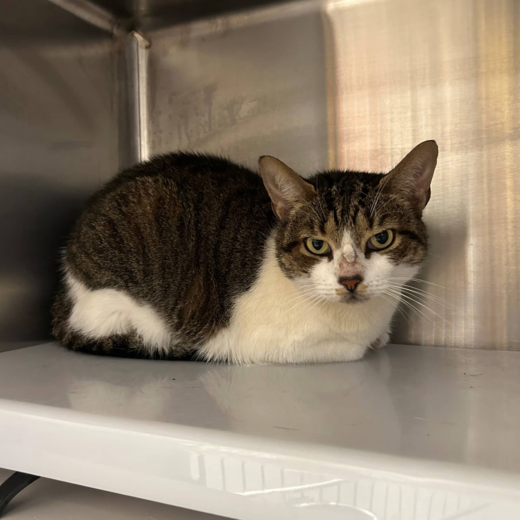 Lemon - Domestic cat available for adoption at SPA de l'Estrie in Sherbrooke