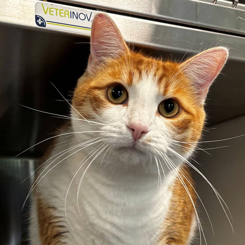 Léo - Domestic cat available for adoption at SPA de l'Estrie in Sherbrooke