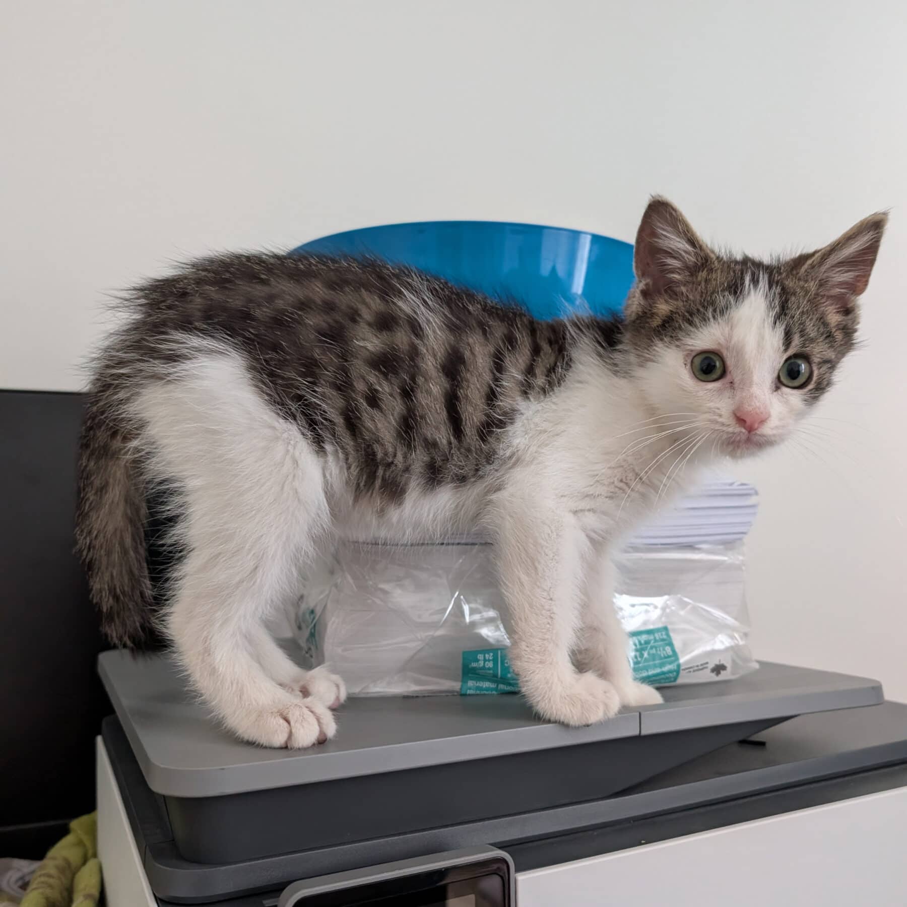Lilo - Domestic cat available for adoption at SPA de l'Estrie in Sherbrooke