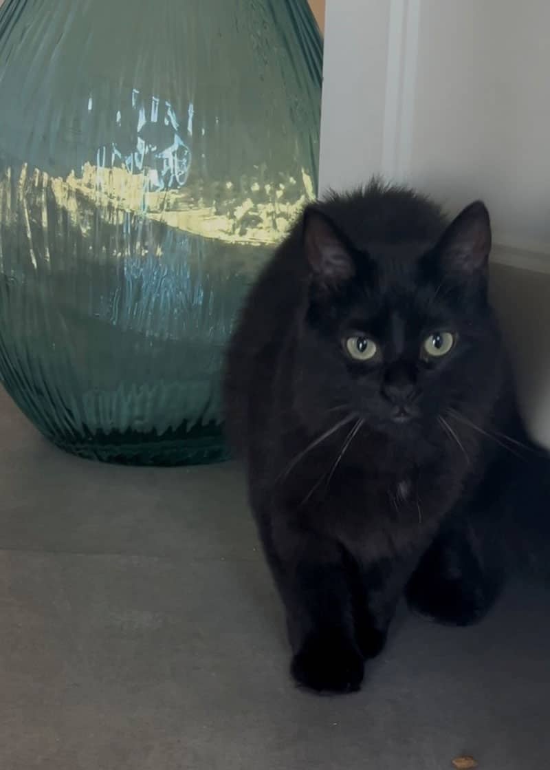 Melvin - Domestic available for adoption