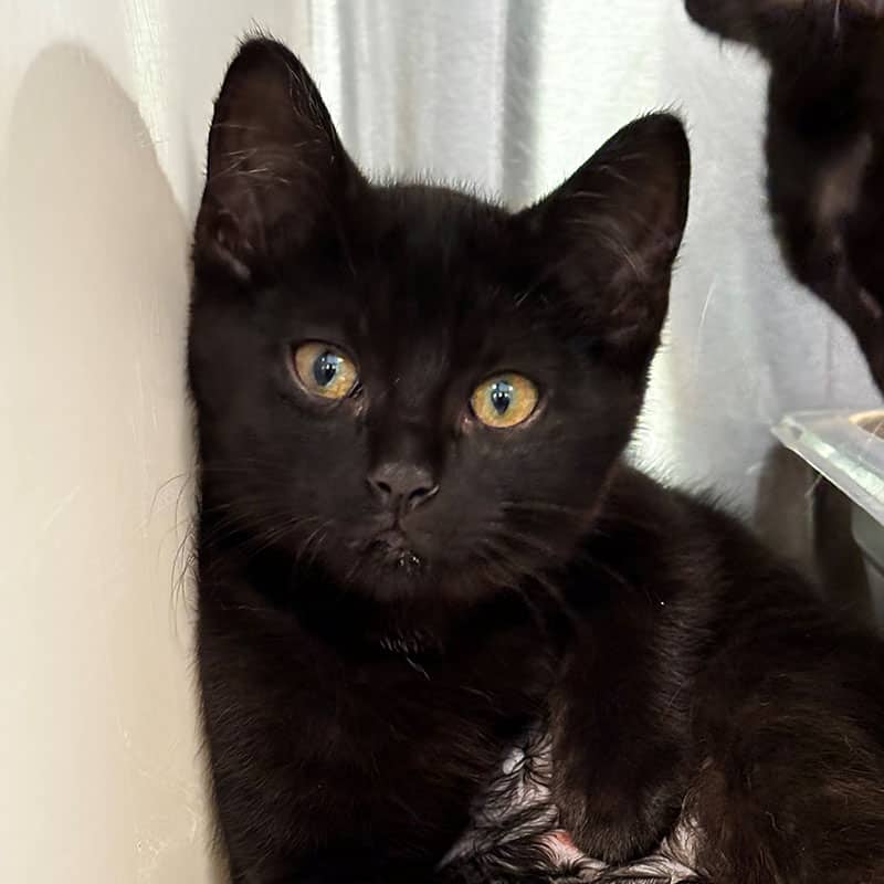 Melon Miel - Domestic cat available for adoption at SPA de l'Estrie in Sherbrooke