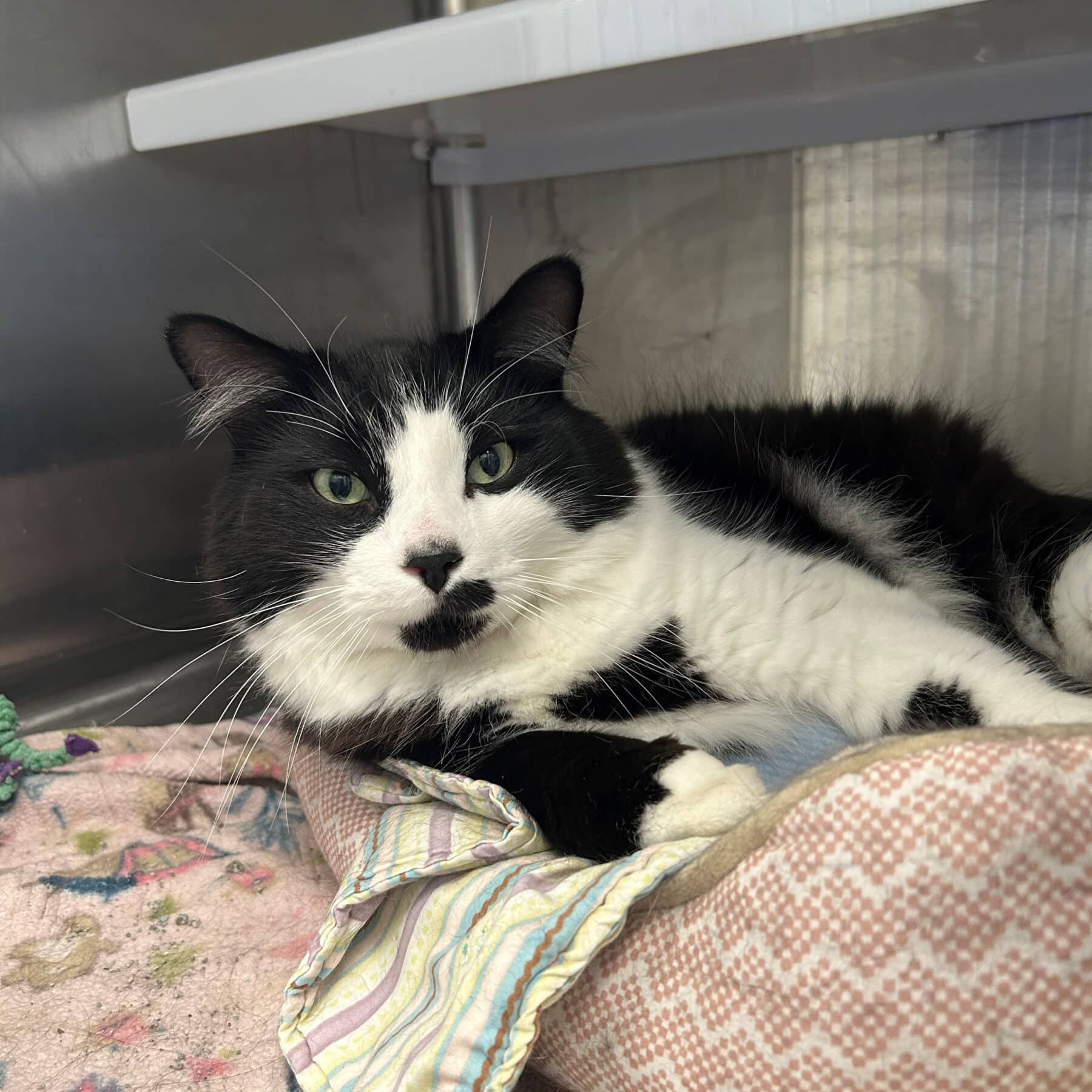 Mielleux - Domestic cat available for adoption at SPA de l'Estrie in Sherbrooke