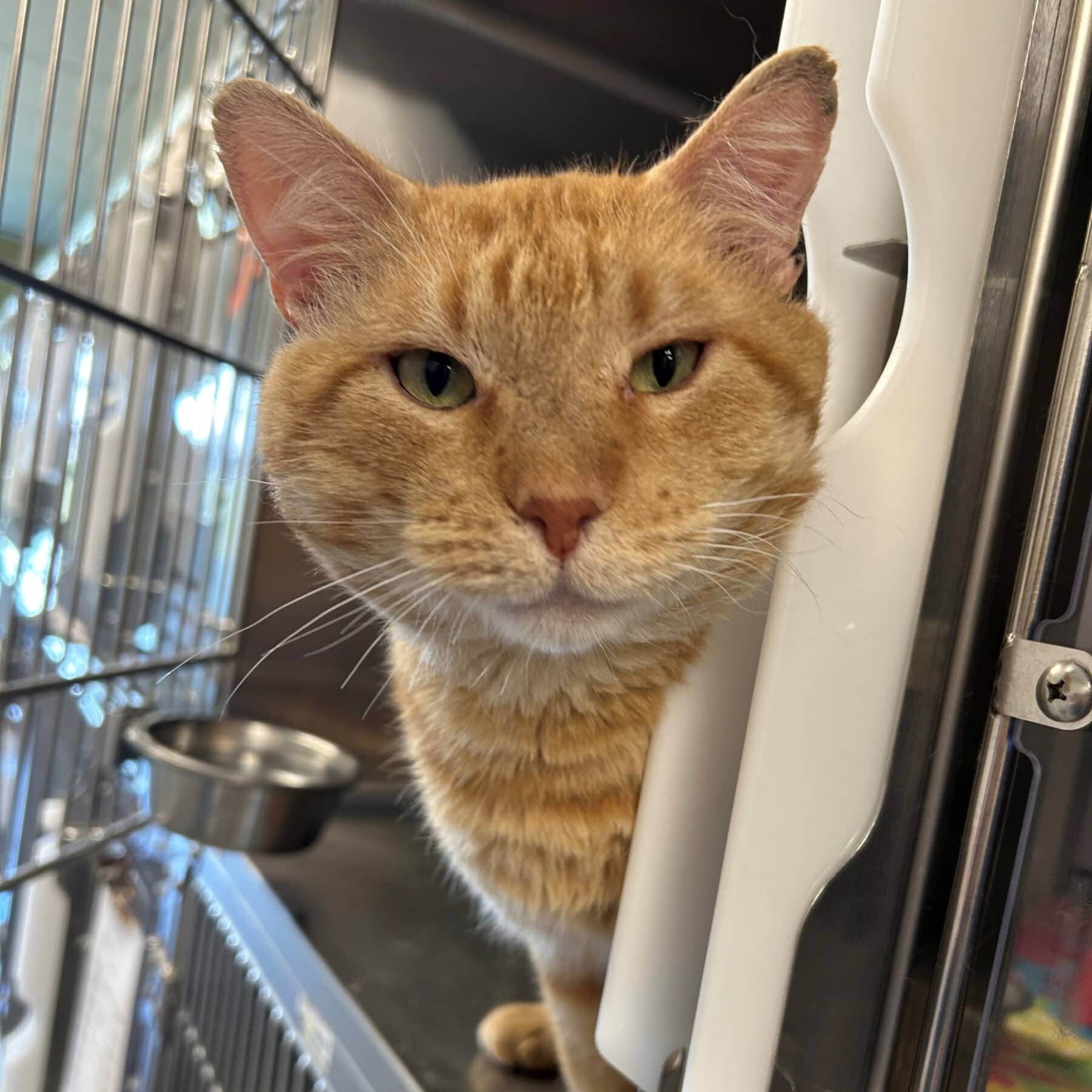 Mimolette - Domestic cat available for adoption at SPA de l'Estrie in Sherbrooke