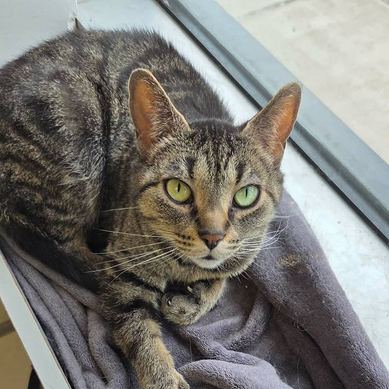 Minnie - Domestic cat available for adoption at SPA de l'Estrie in Sherbrooke