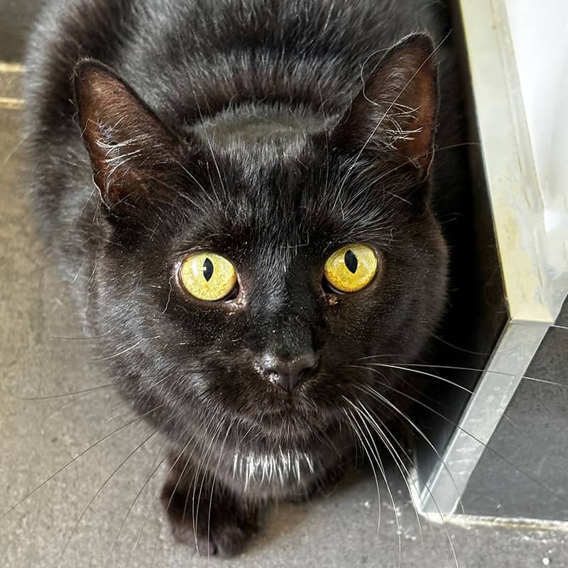 Minuit (Dégriffé 4 pattes) - Domestic cat available for adoption at SPA de l'Estrie in Sherbrooke