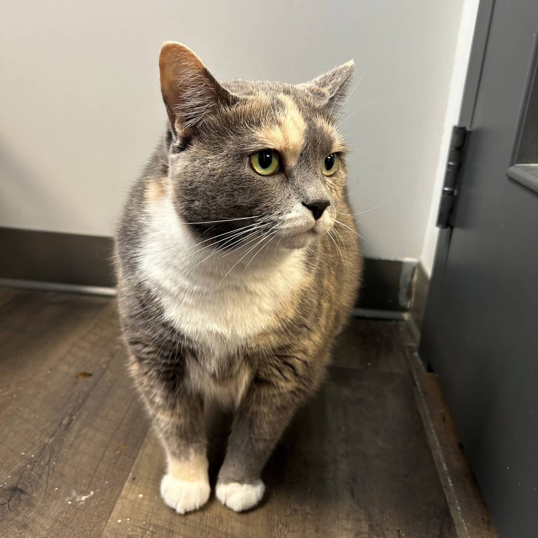 Mitaine - Domestic available for adoption