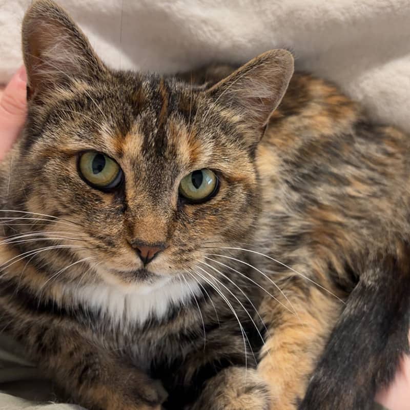 Monique - Domestic cat available for adoption at SPA de l'Estrie in Sherbrooke
