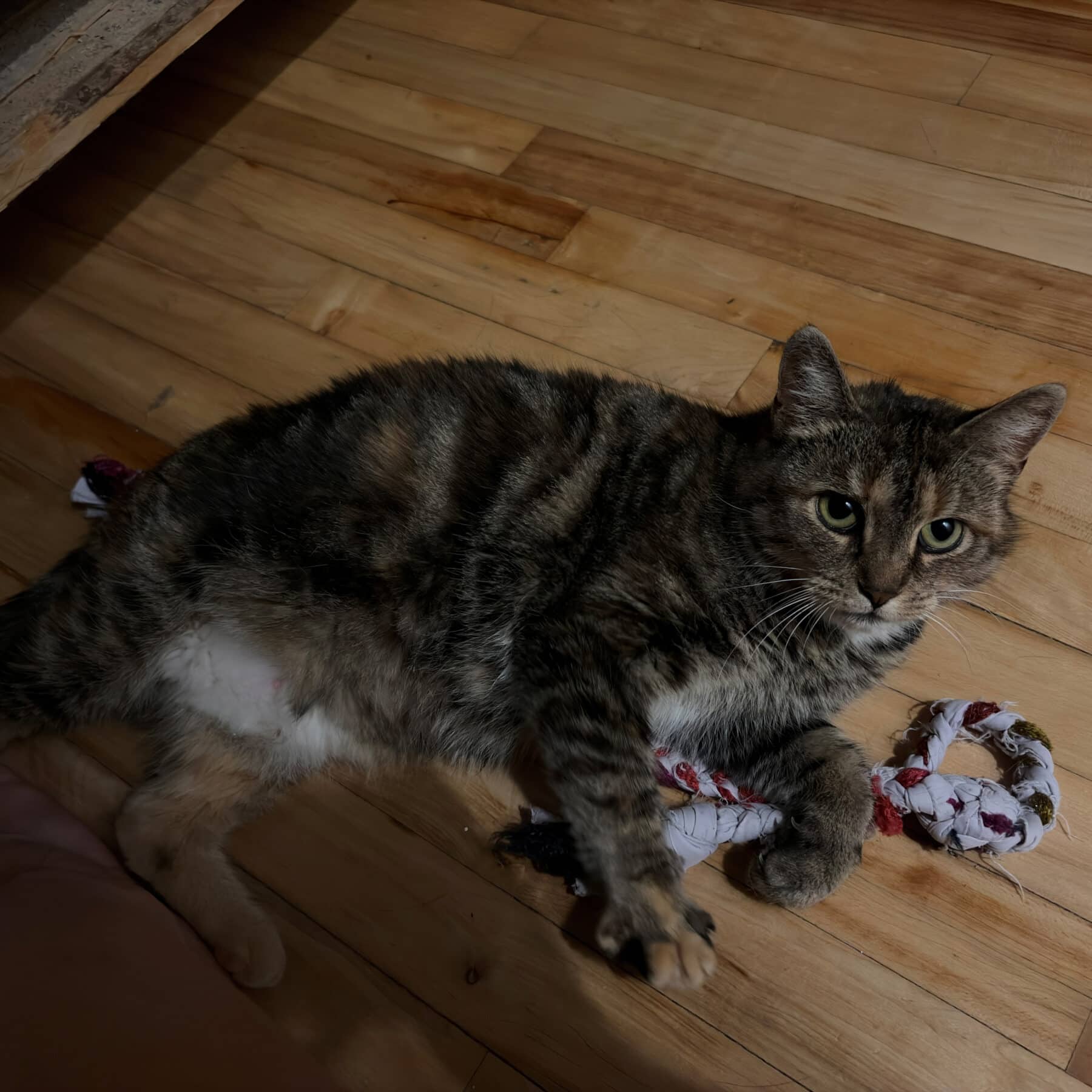 Monique - Domestic cat available for adoption at SPA de l'Estrie in Sherbrooke