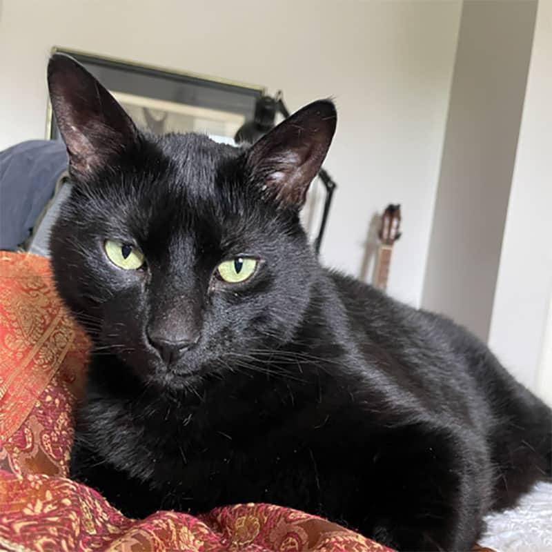 Osso - Domestic cat available for adoption at SPA de l'Estrie in Sherbrooke