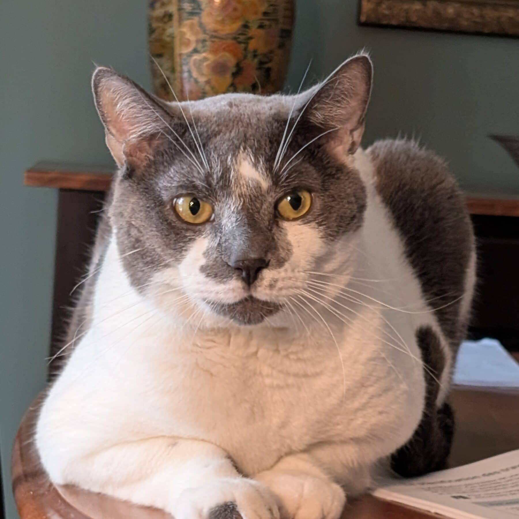 Papou - Domestic cat available for adoption at SPA de l'Estrie in Sherbrooke