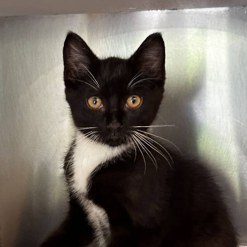 Pamplemousse - Domestic available for adoption