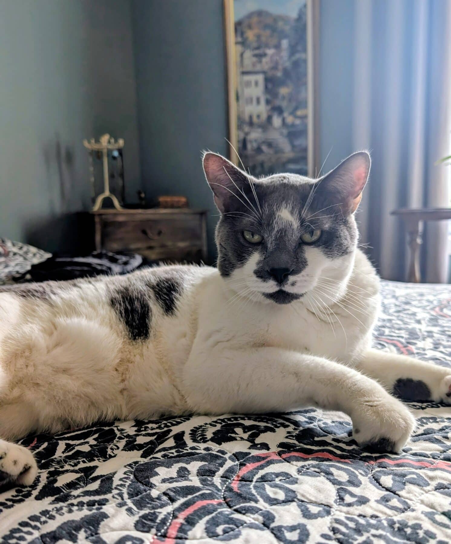 Papou - Domestic cat available for adoption at SPA de l'Estrie in Sherbrooke