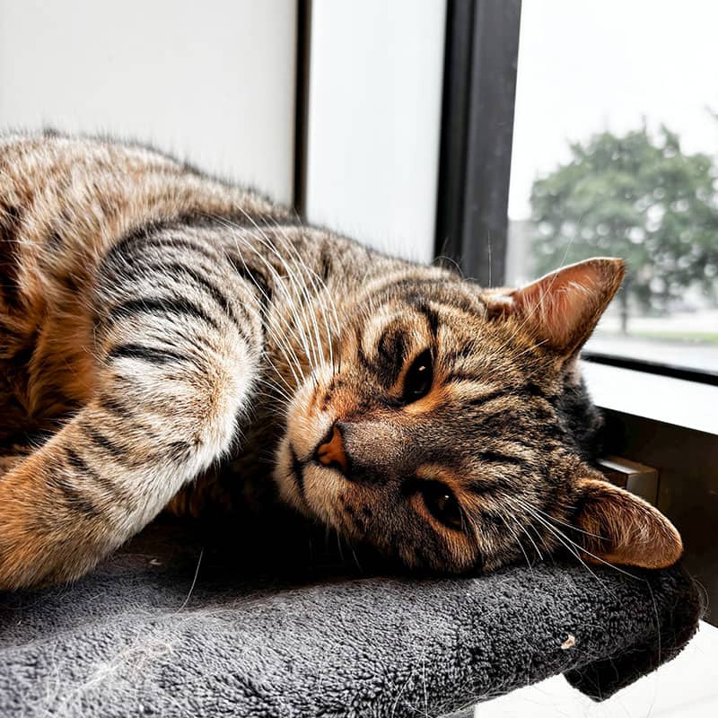 Pedro - Domestic cat available for adoption at SPA de l'Estrie in Sherbrooke