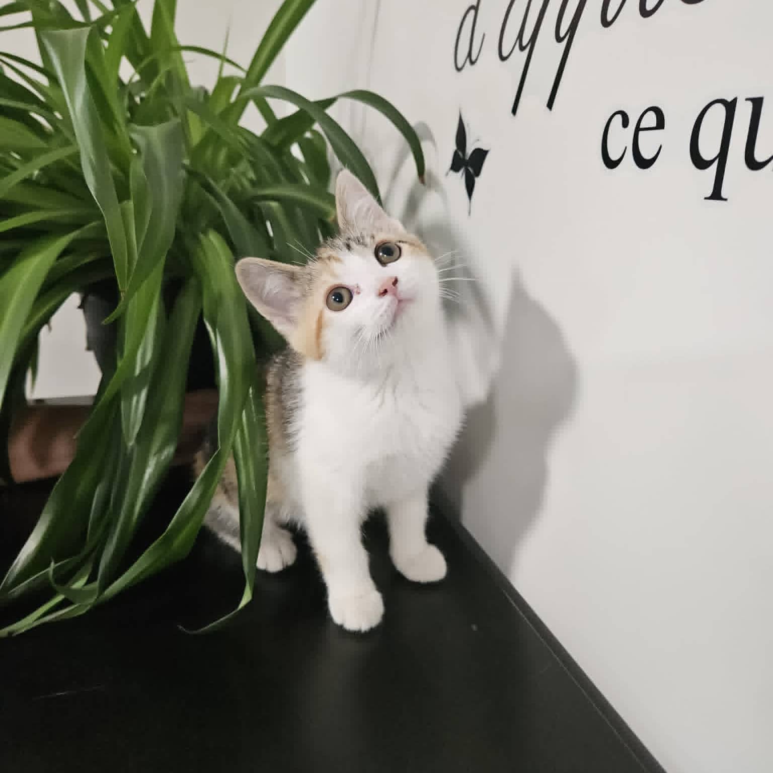 Perchaude - Domestic available for adoption