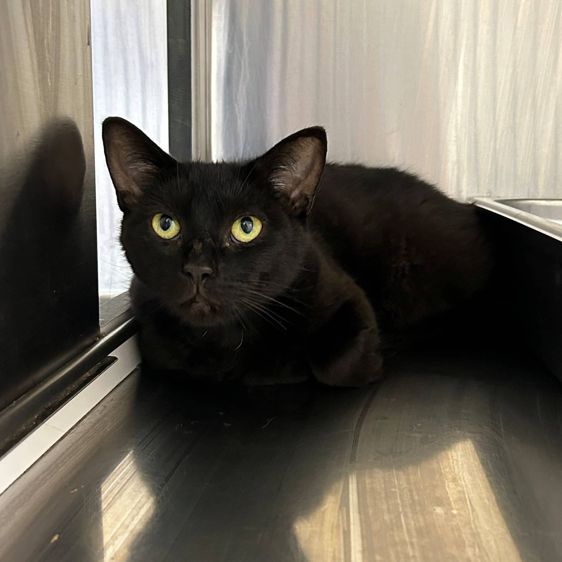 Raisin - Domestic cat available for adoption at SPA de l'Estrie in Sherbrooke