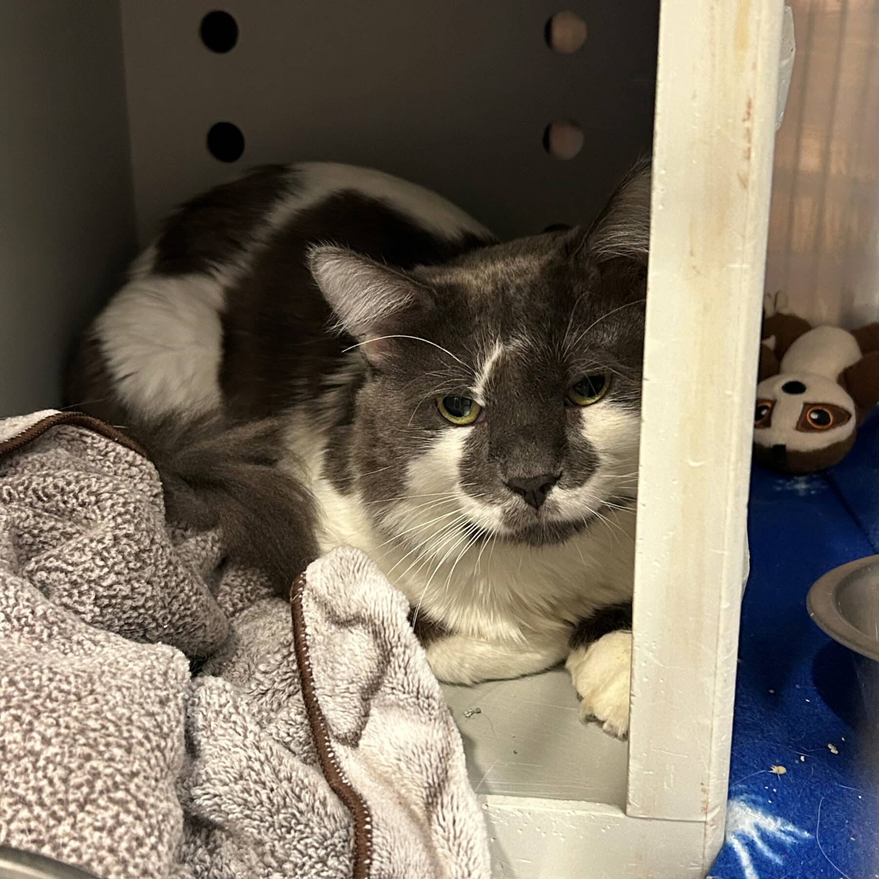 Roger - Domestic cat available for adoption at SPA de l'Estrie in Sherbrooke