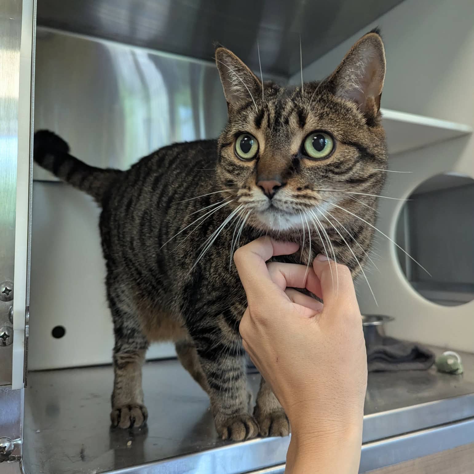 Rosie (Dégriffé des pattes avant) - Domestic available for adoption